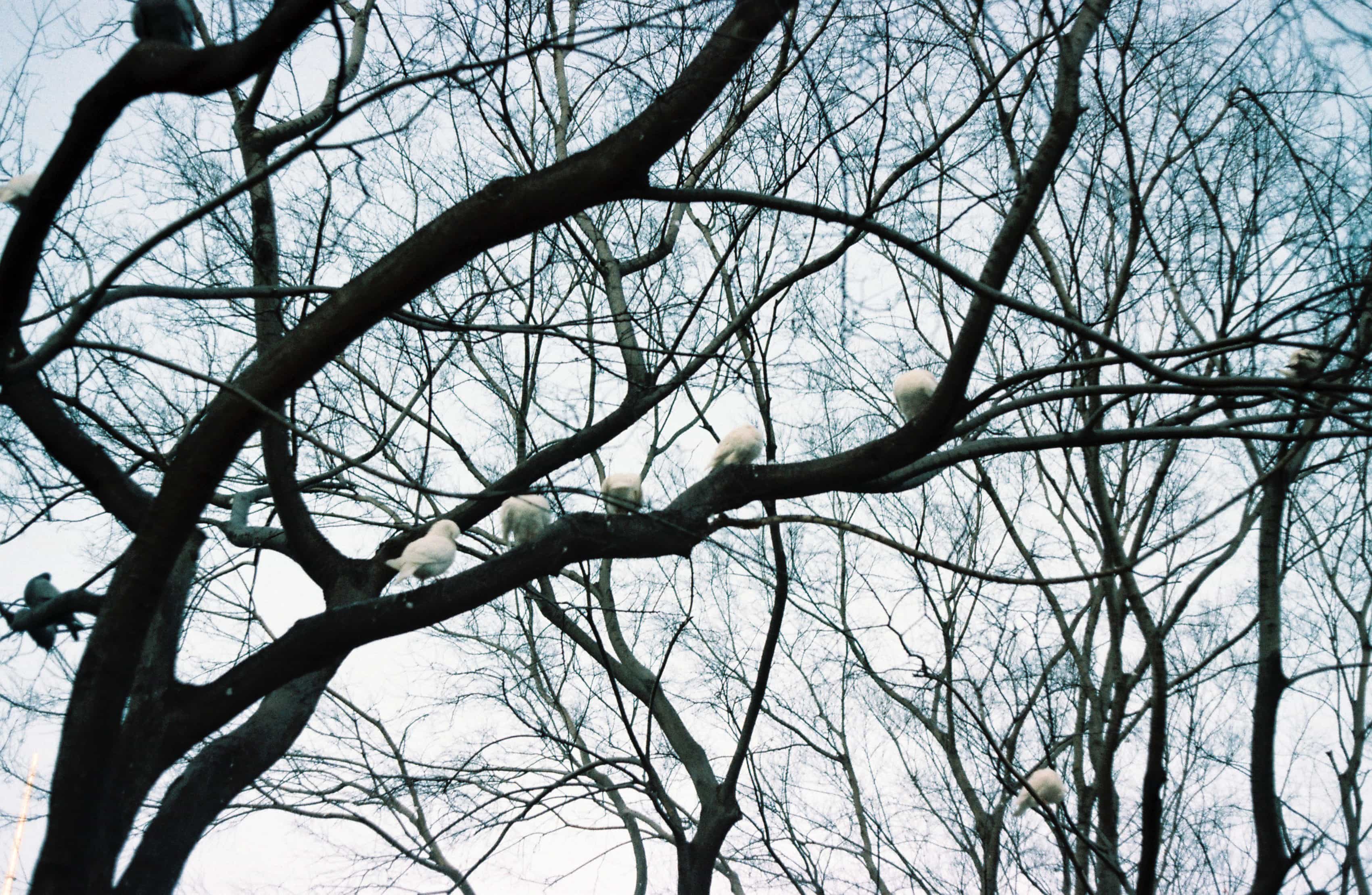 2019-2020 Kodak colorplus 200 (10).jpg