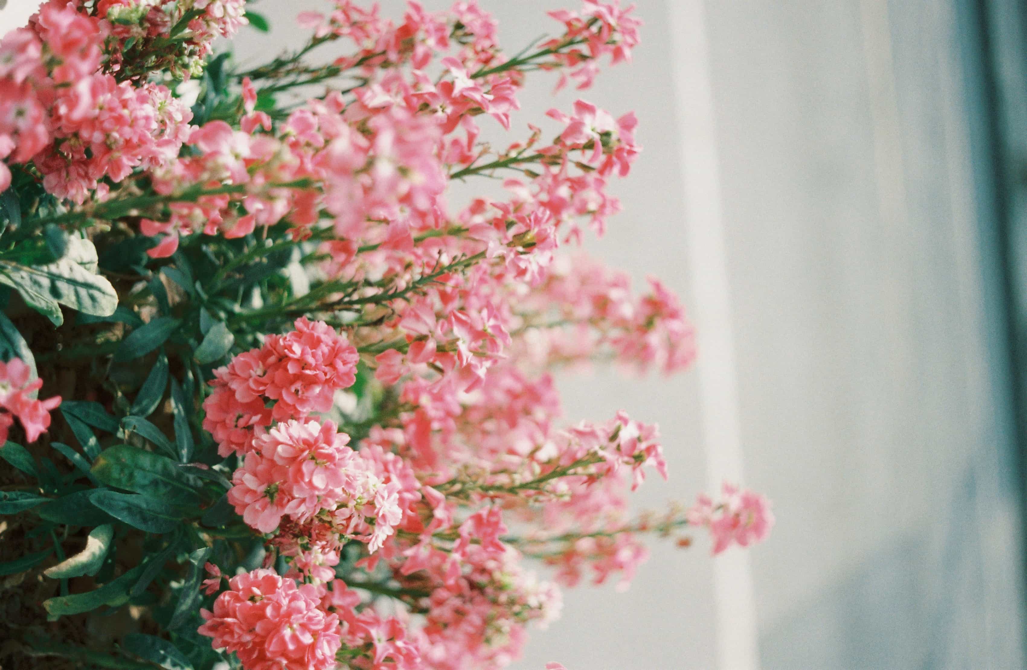 2019-2020 Kodak colorplus 200 (4).jpg