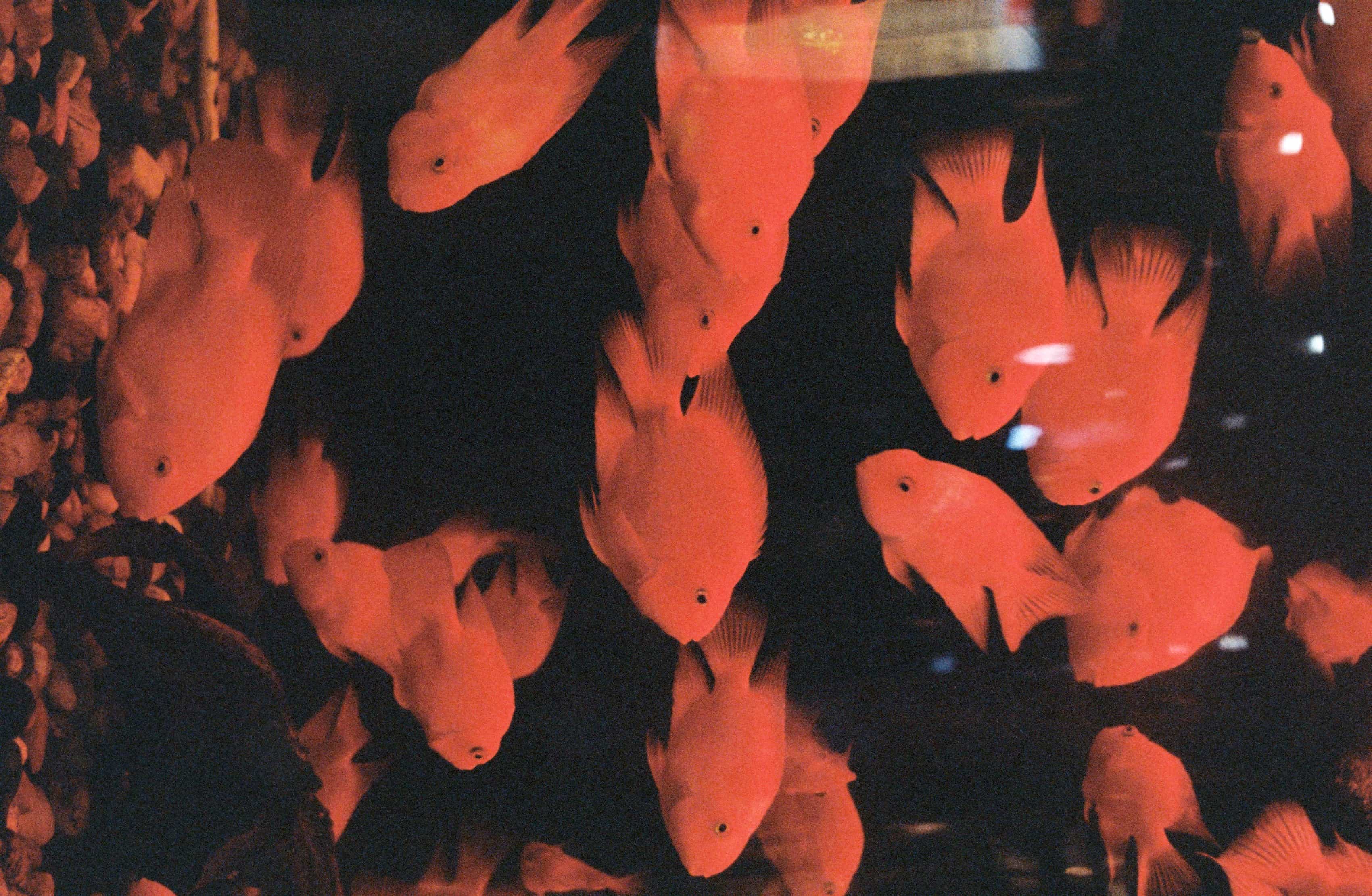 2019-2020 Kodak colorplus 200 (5).jpg