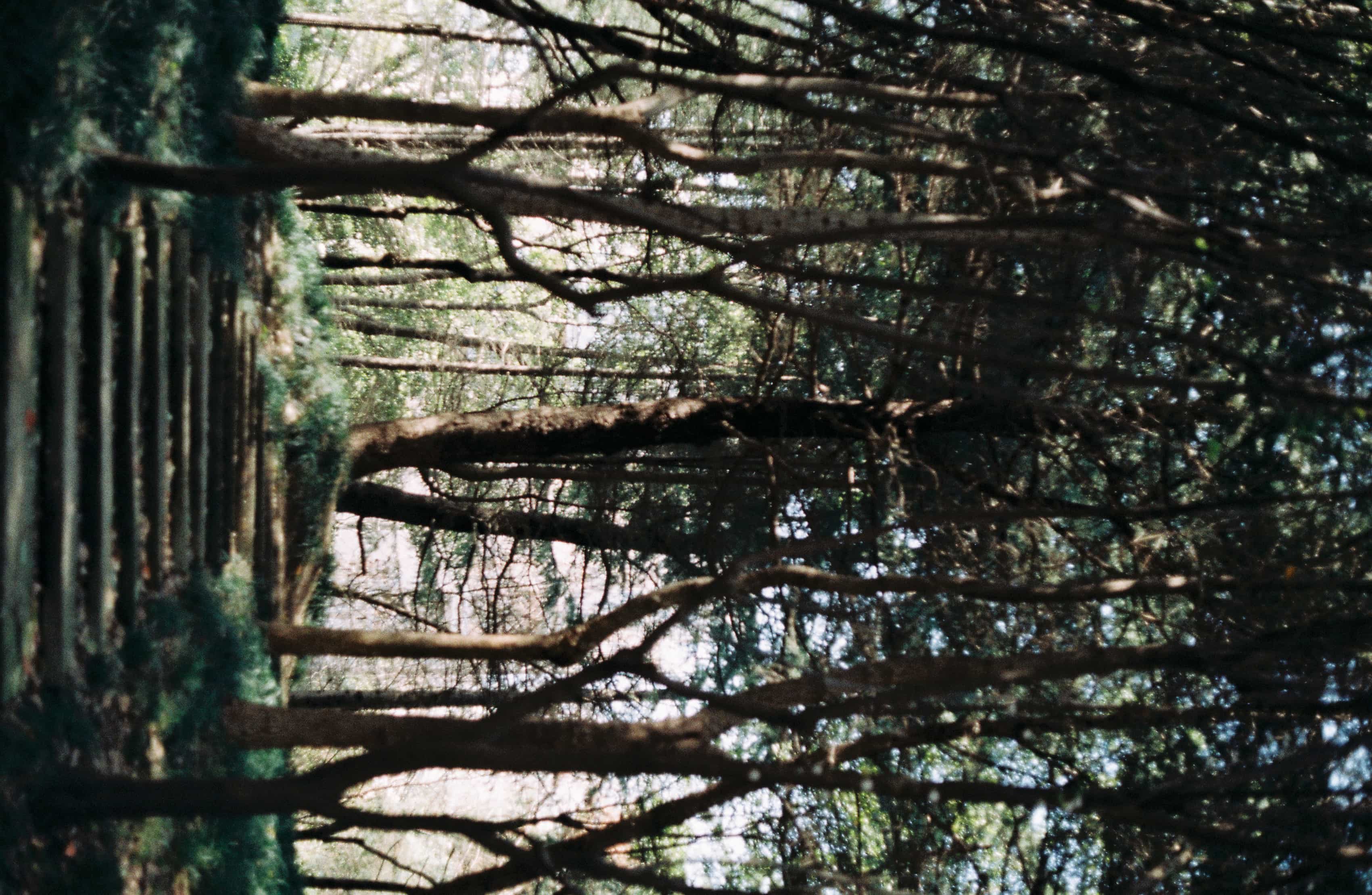 2019-2020 Kodak colorplus 200 (7-2).jpg