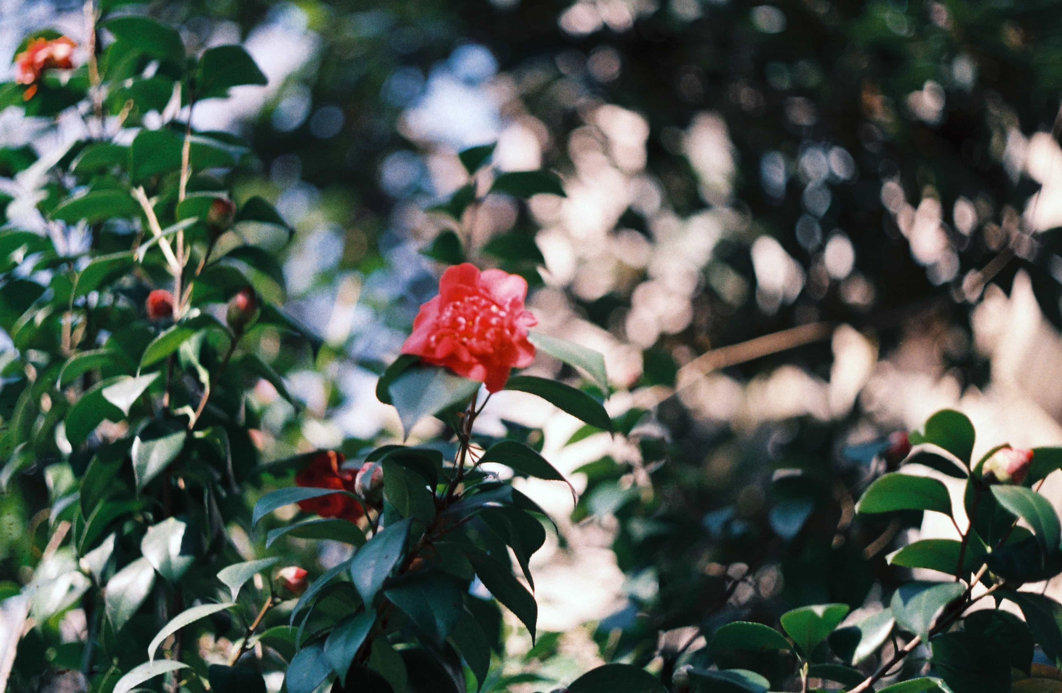 2019-2020 Kodak colorplus 200 (8).jpg