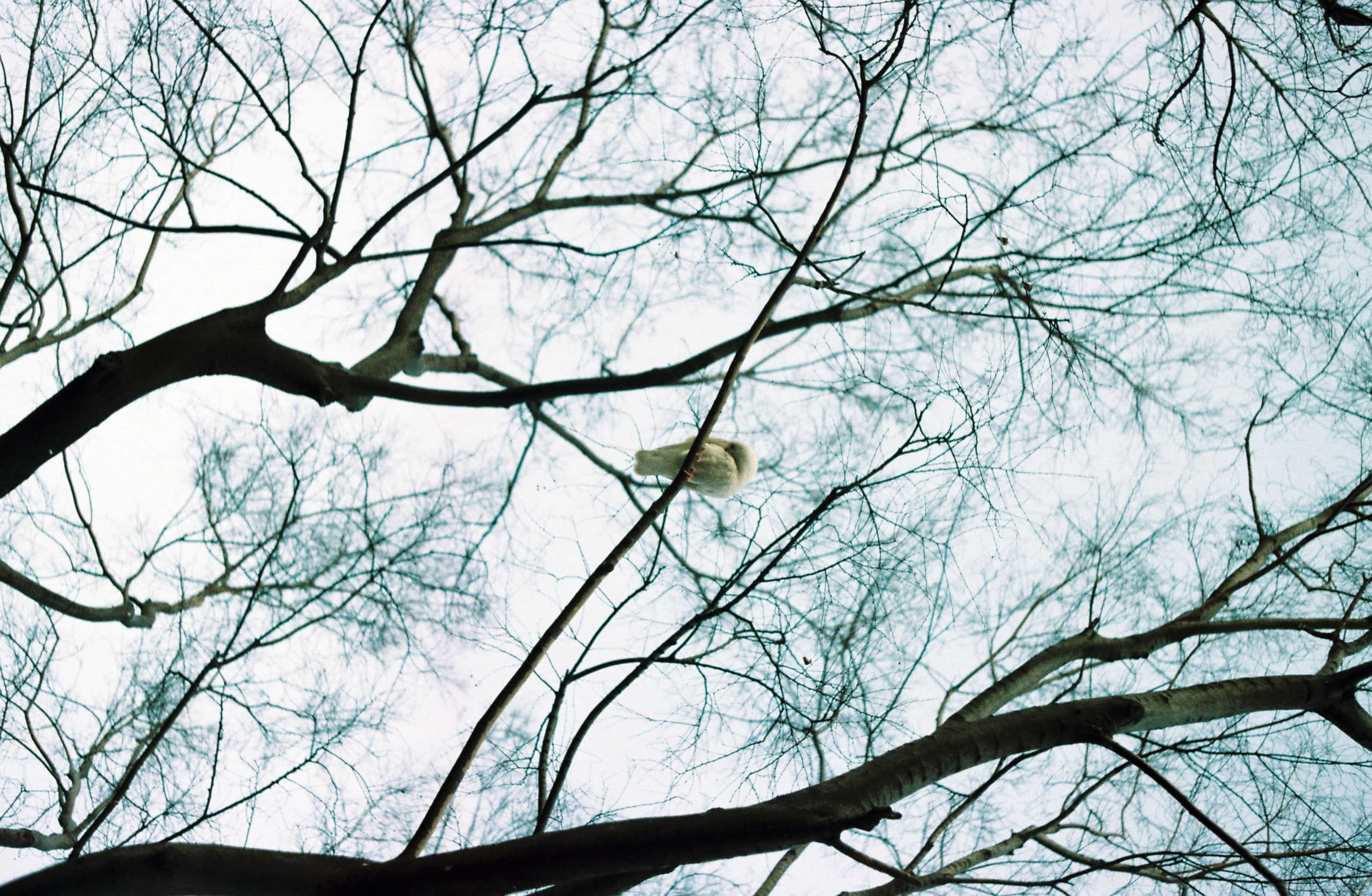 2019-2020 Kodak colorplus 200 (9).jpg