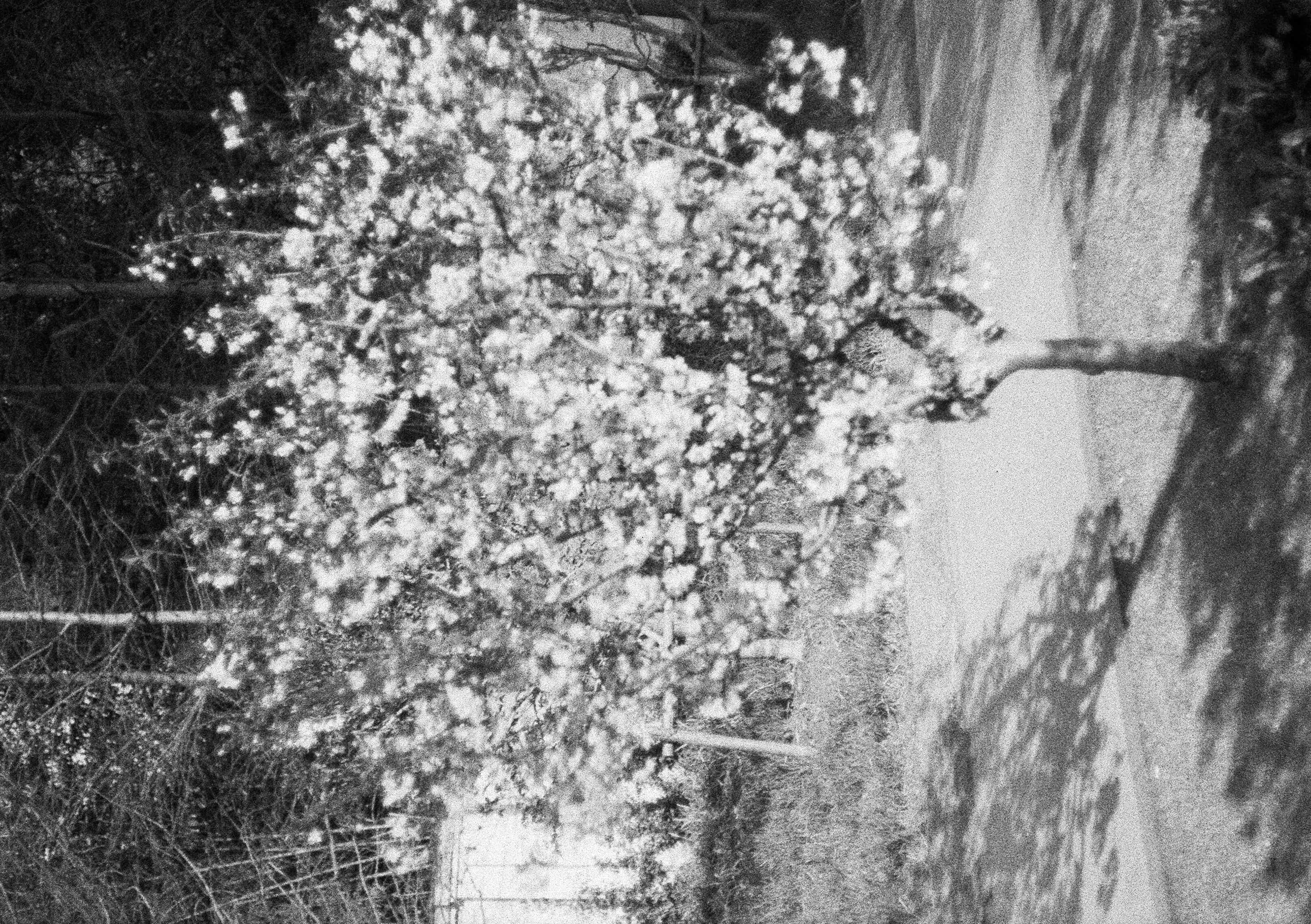 2024-04 Ilford PAN 40 (10).jpg