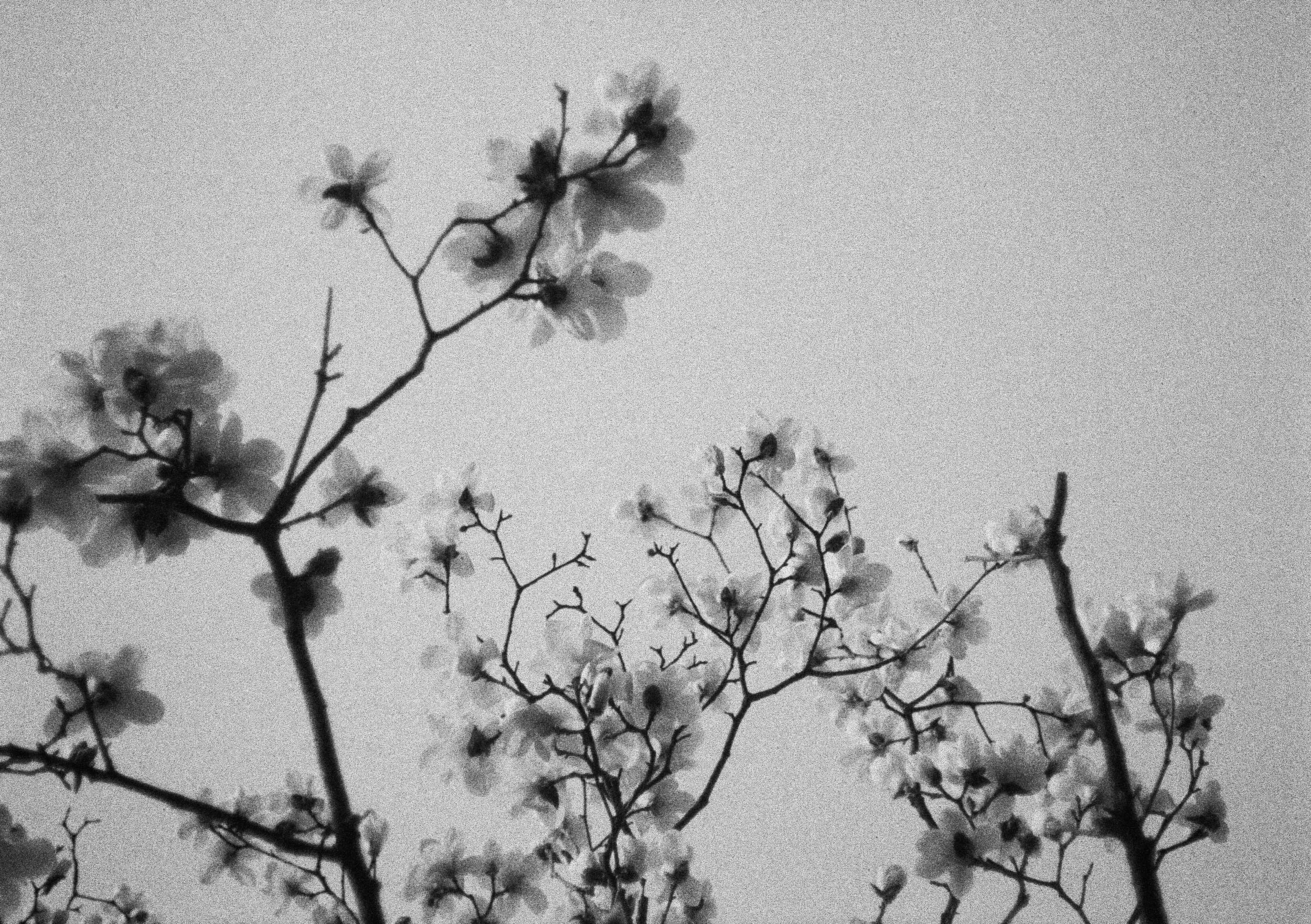 2024-04 Ilford PAN 40 (11).jpg