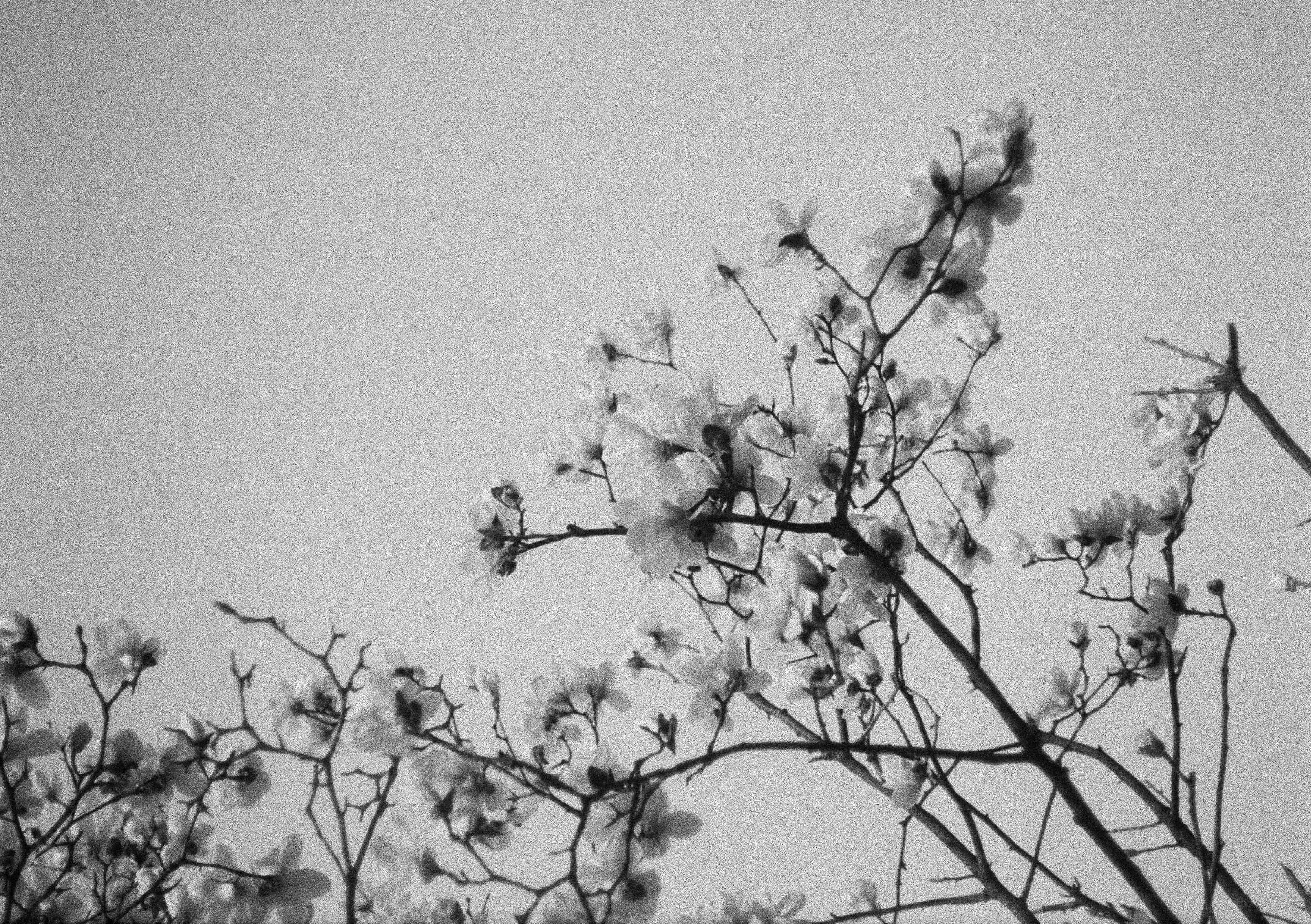 2024-04 Ilford PAN 40 (12).jpg