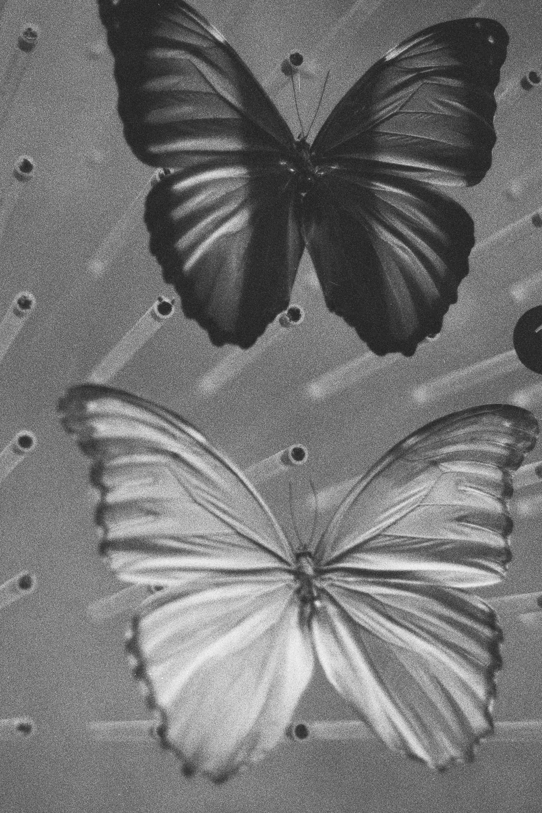 2024-04 Ilford PAN 40 (3).jpg