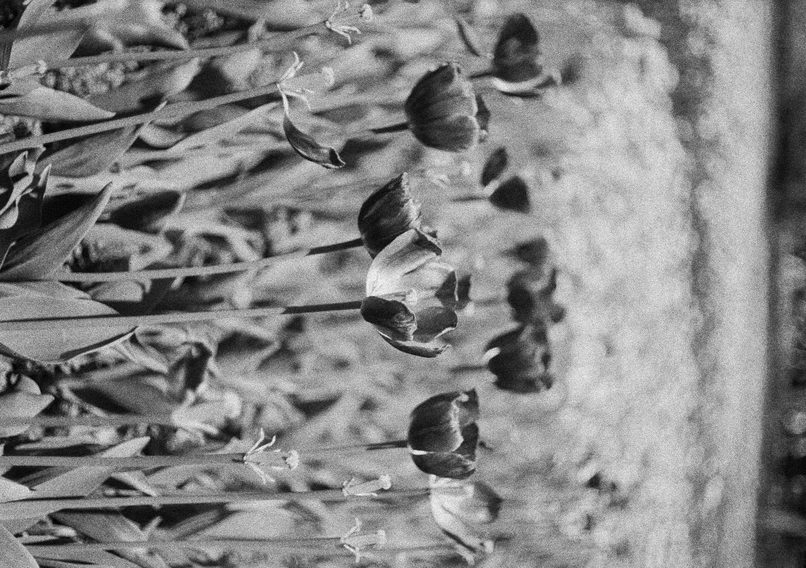 2024-04 Ilford PAN 40 (6).jpg