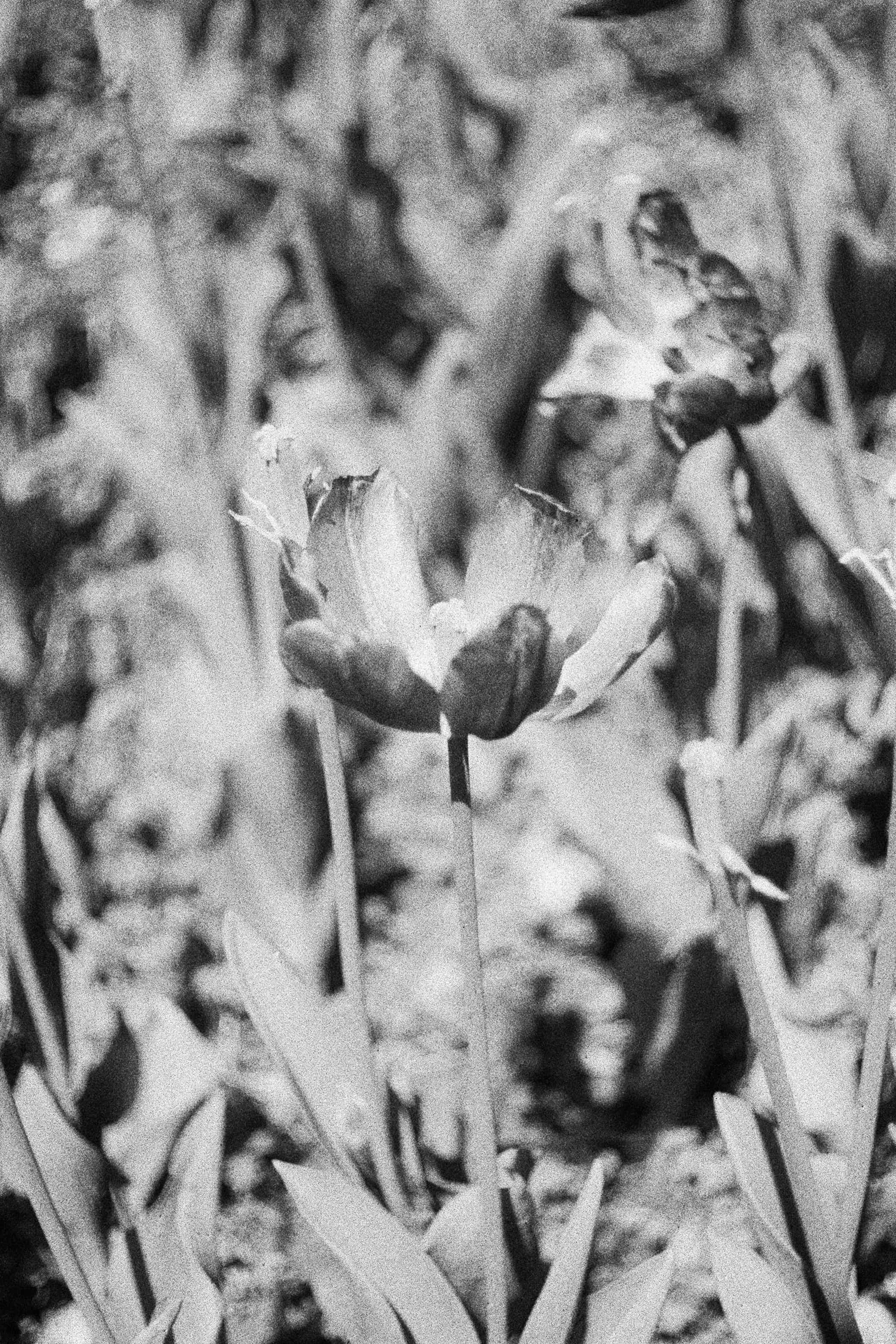 2024-04 Ilford PAN 40 (7).jpg