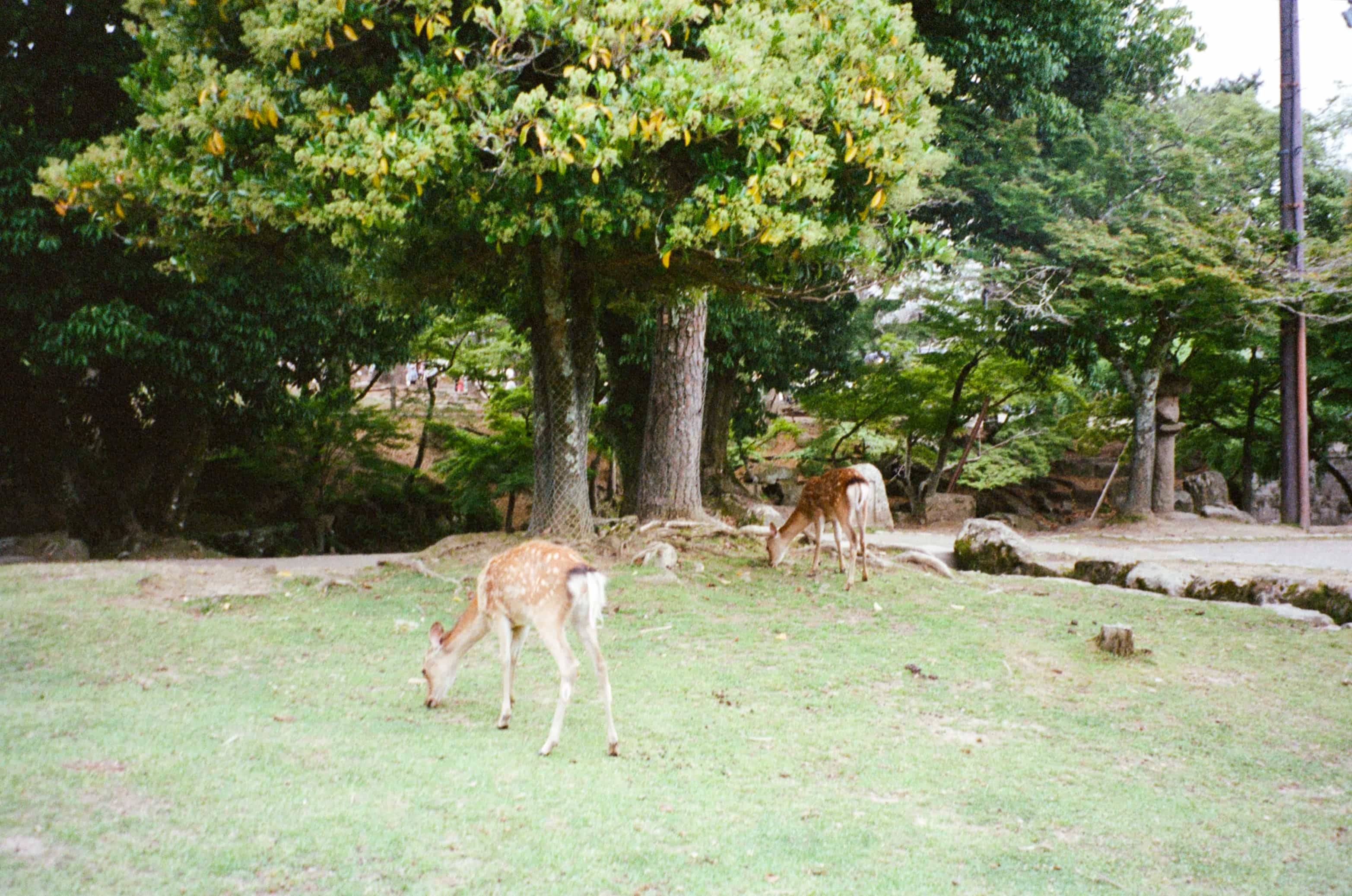 2024-05 Portra400 (1).jpg