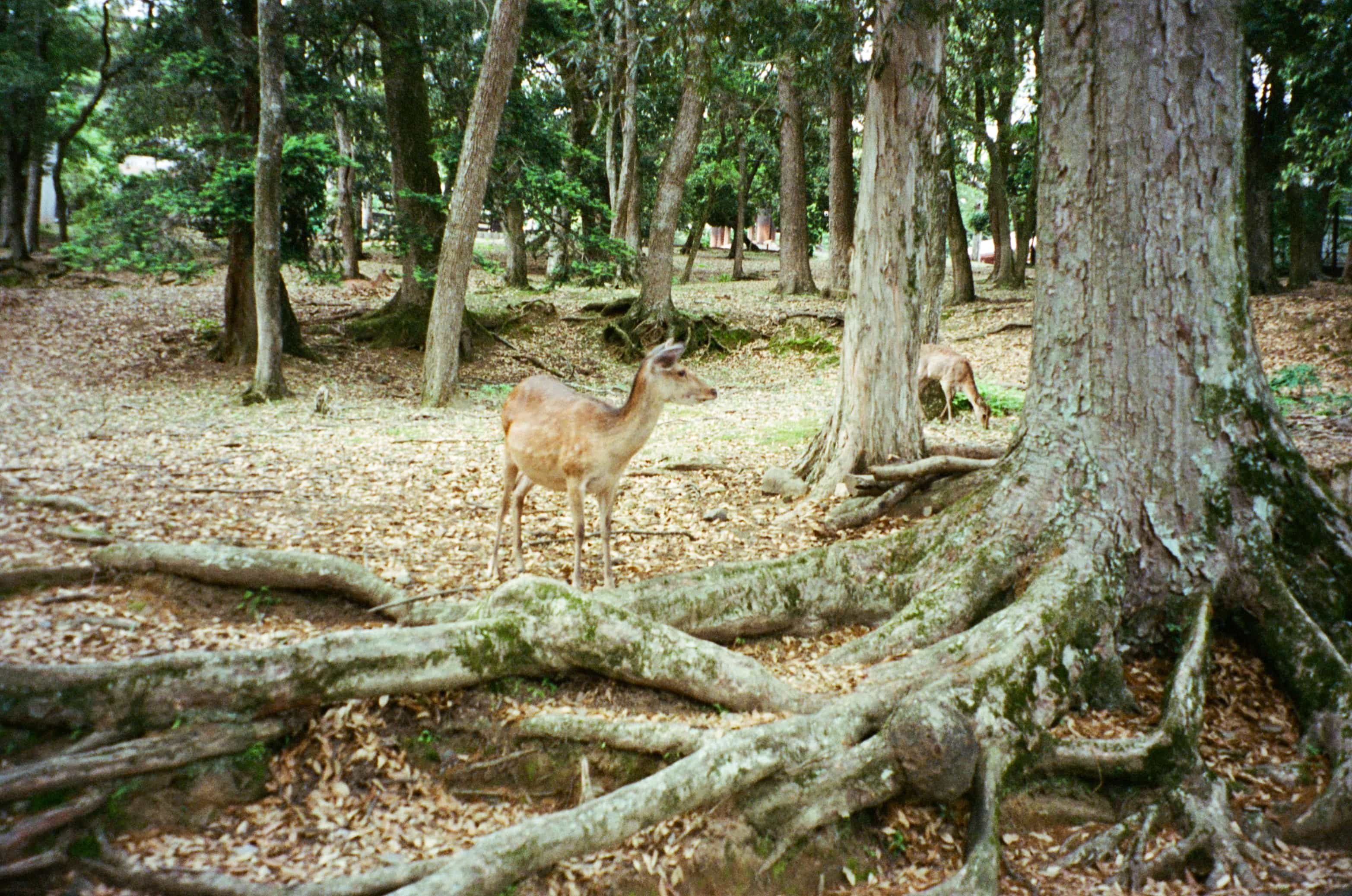 2024-05 Portra400 (5).jpg