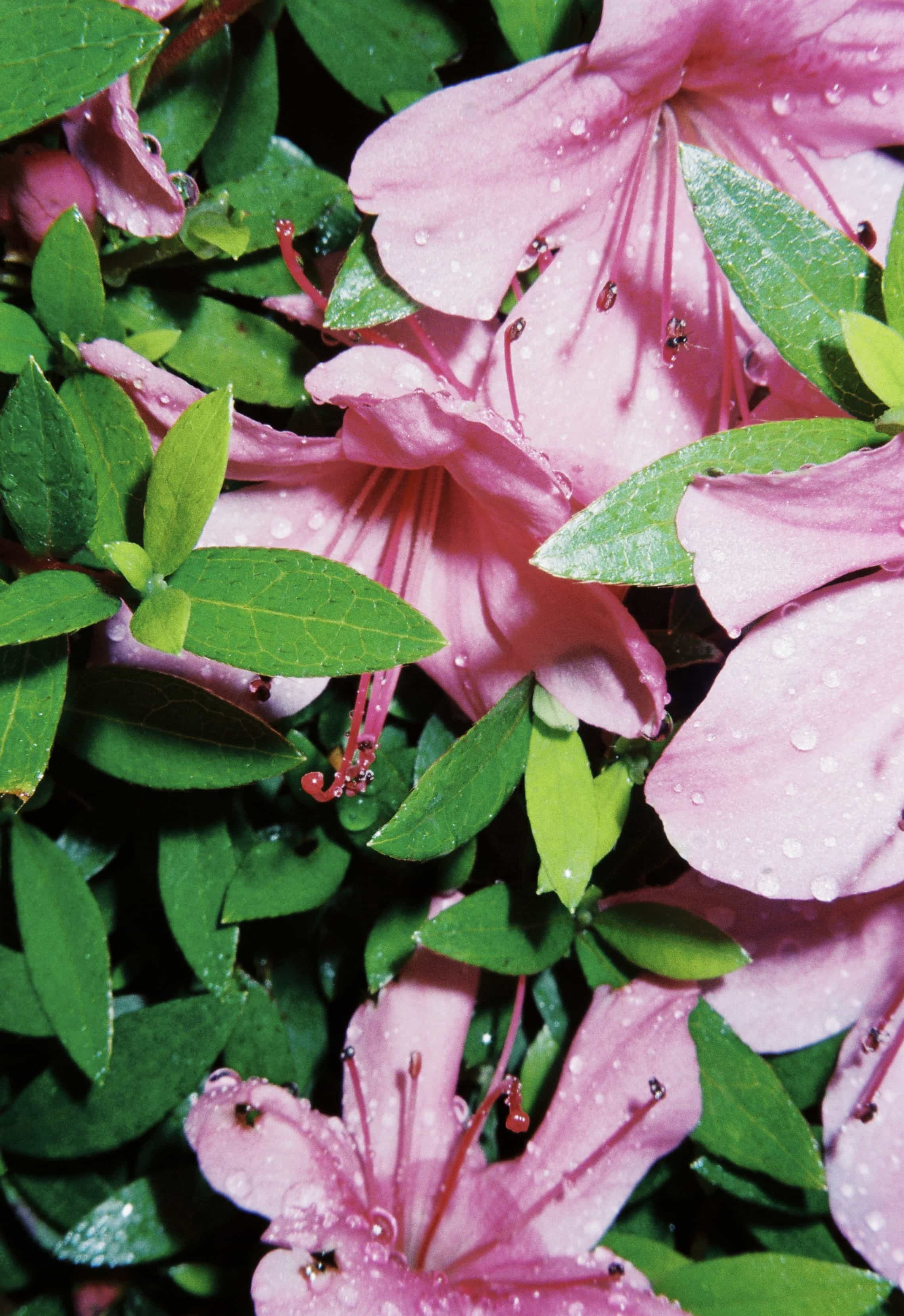 2024-06 Kodak Gold 400 (1-3).jpg