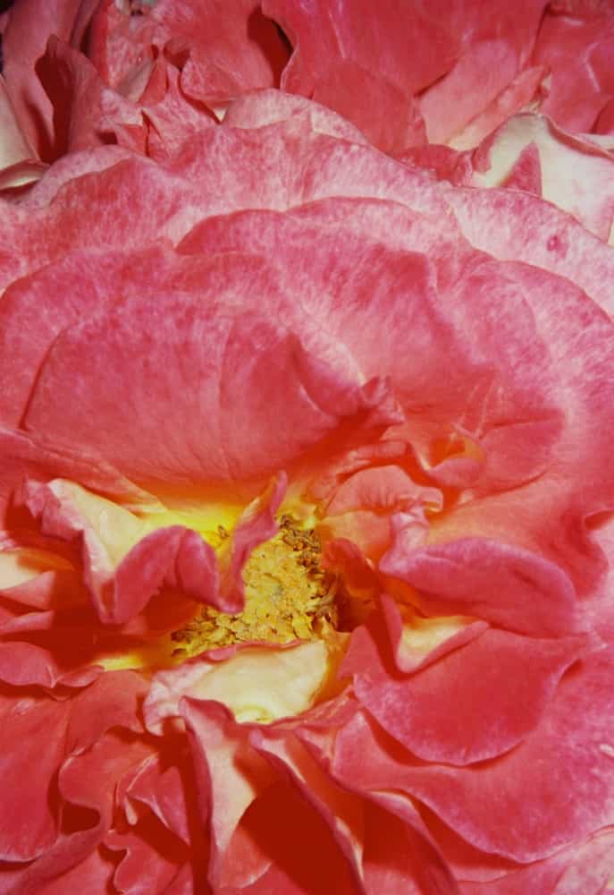 2024-06 Kodak Gold 400 (1-4).jpg