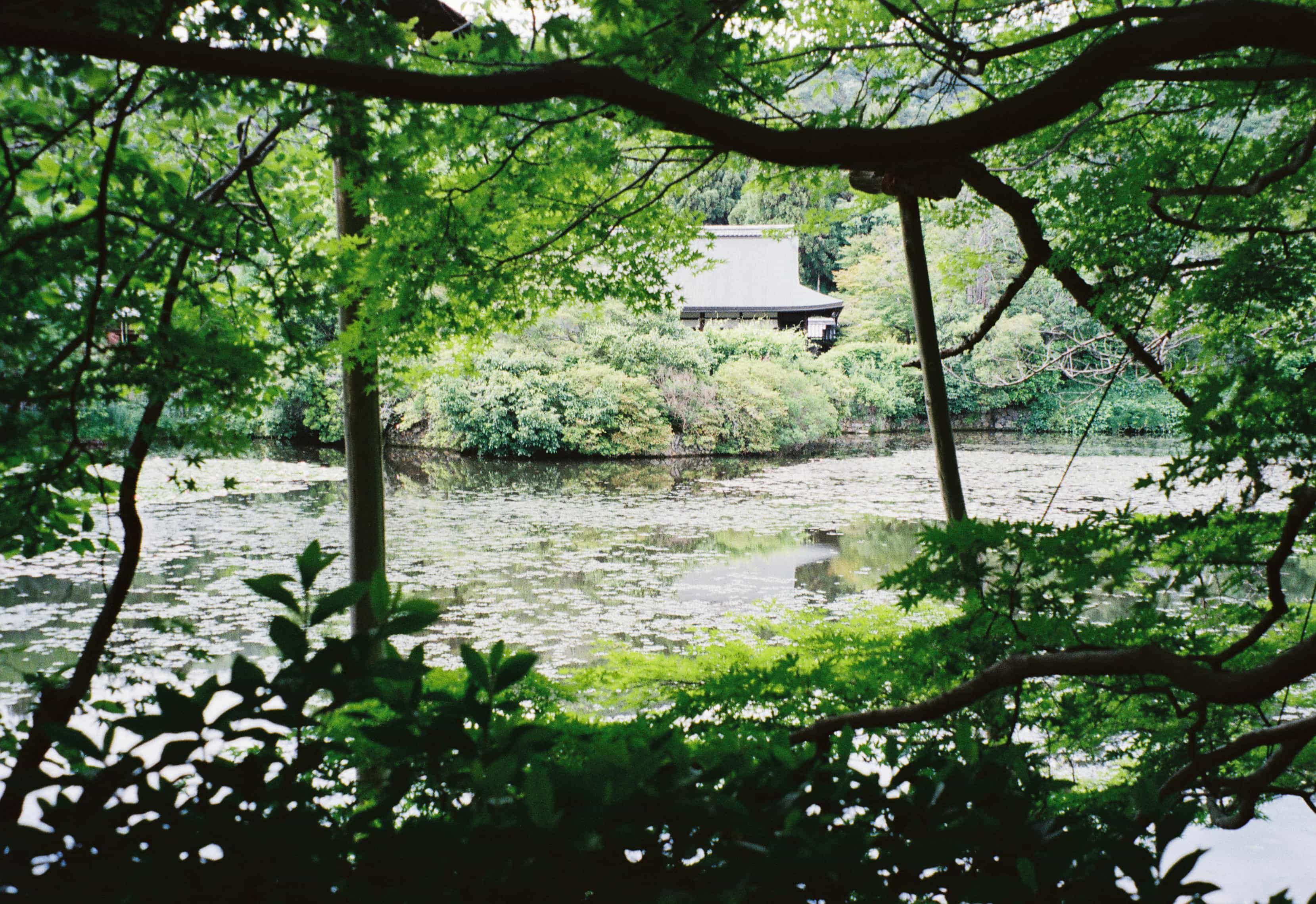 2024-06 Kodak Gold 400 (17).jpg