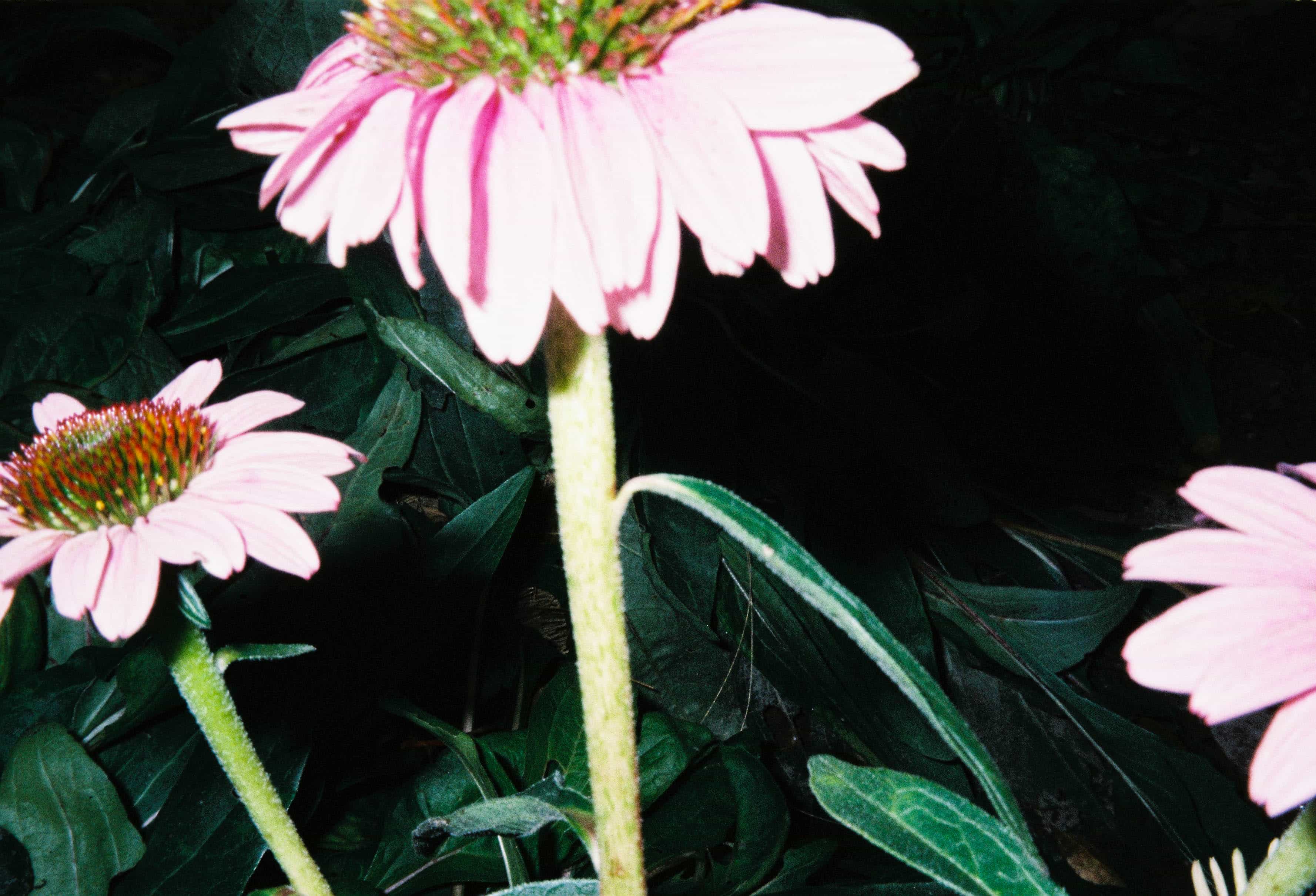 2024-10 Fujifilm Fujicolor Superia premium 400 (16).jpg