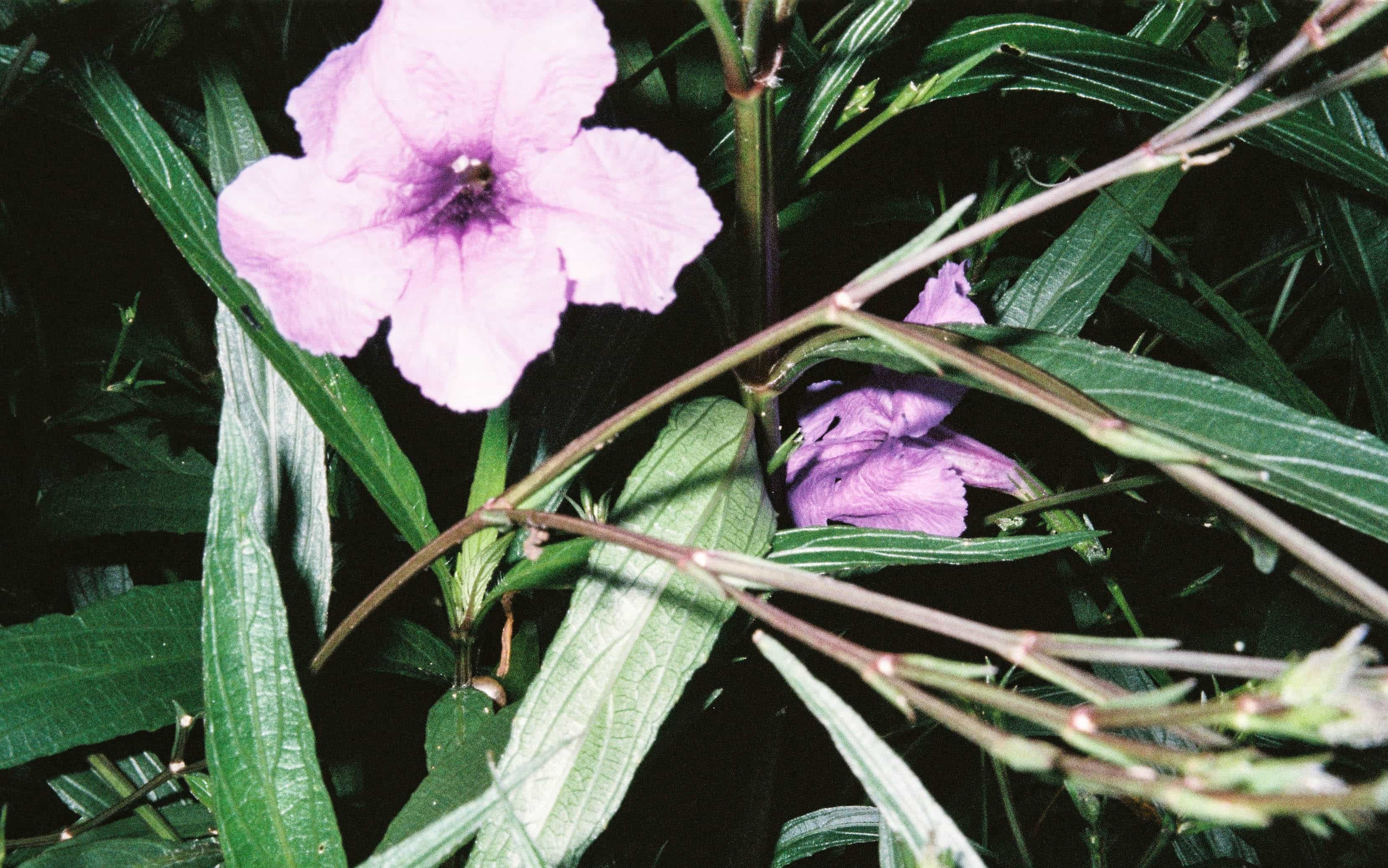 2024-10 Fujifilm Fujicolor Superia premium 400 (17).jpg