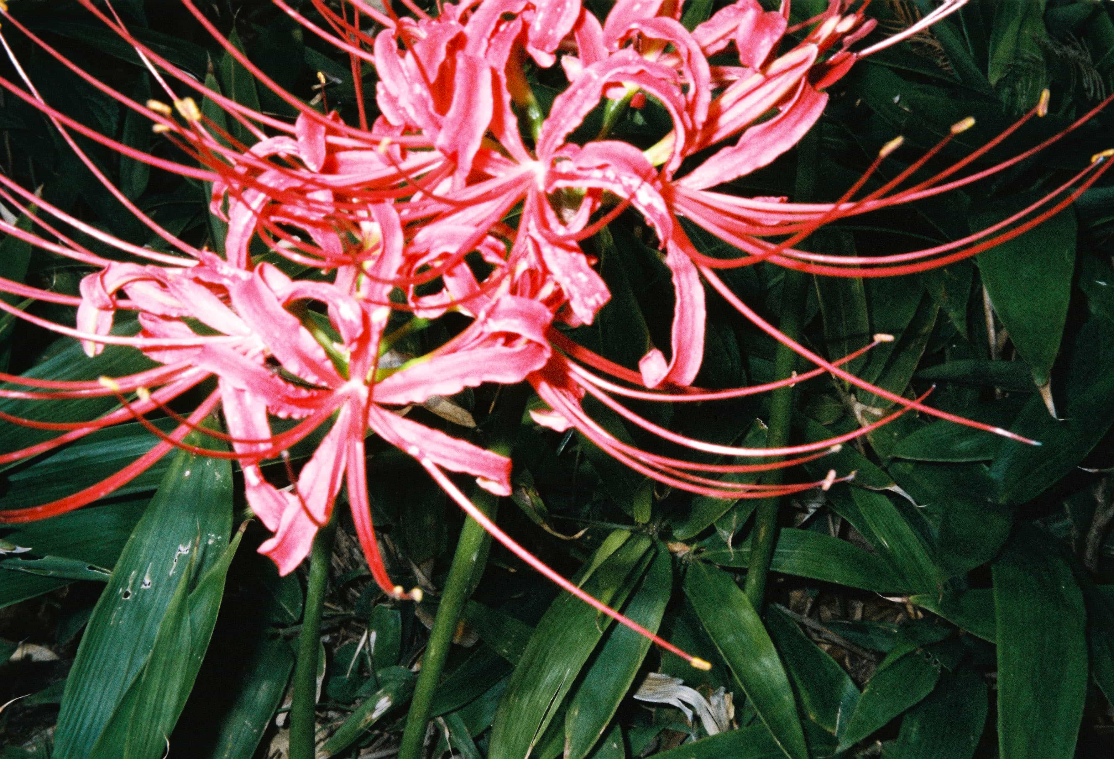 2024-10 Fujifilm Fujicolor Superia premium 400 (18).jpg