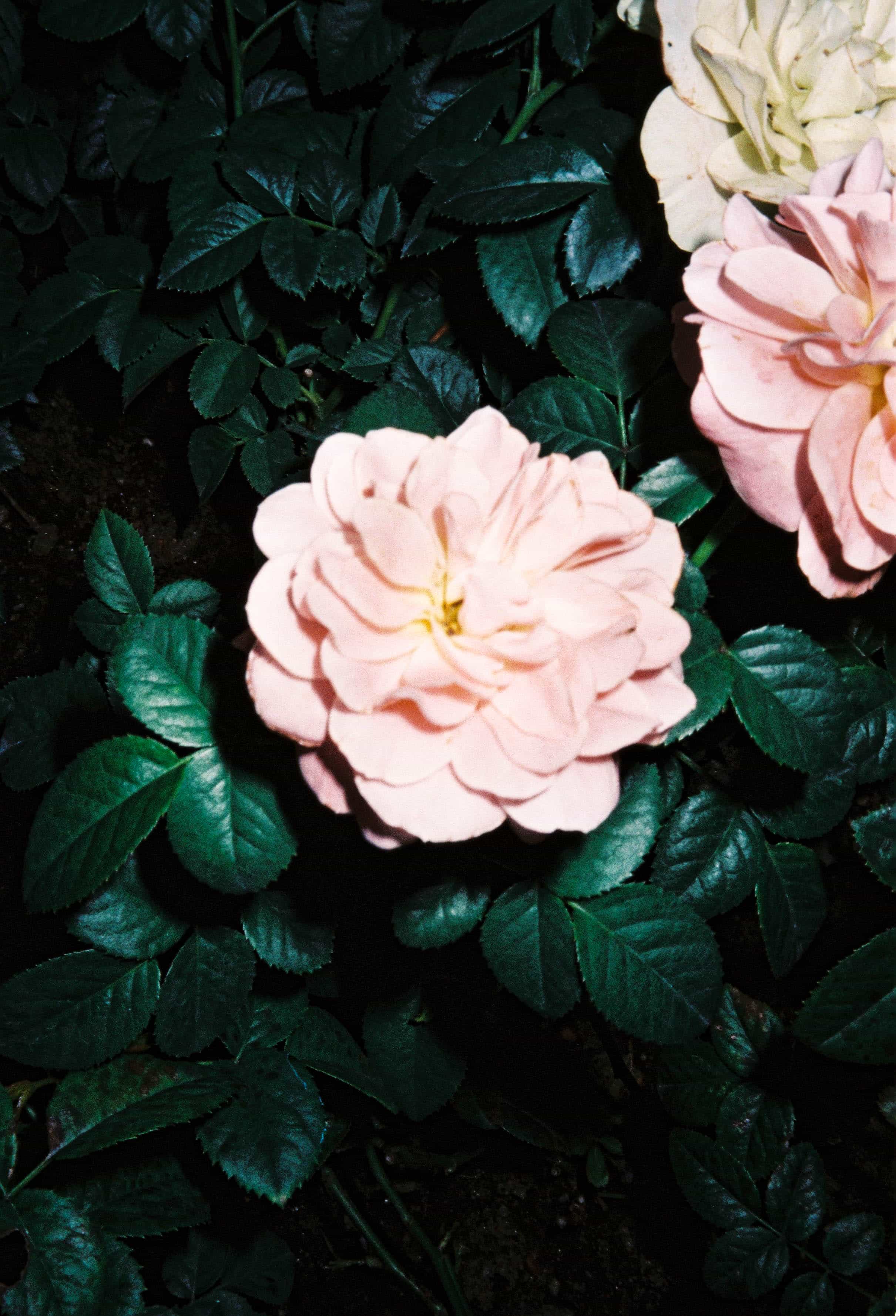 2024-10 Fujifilm Fujicolor Superia premium 400 (19).jpg