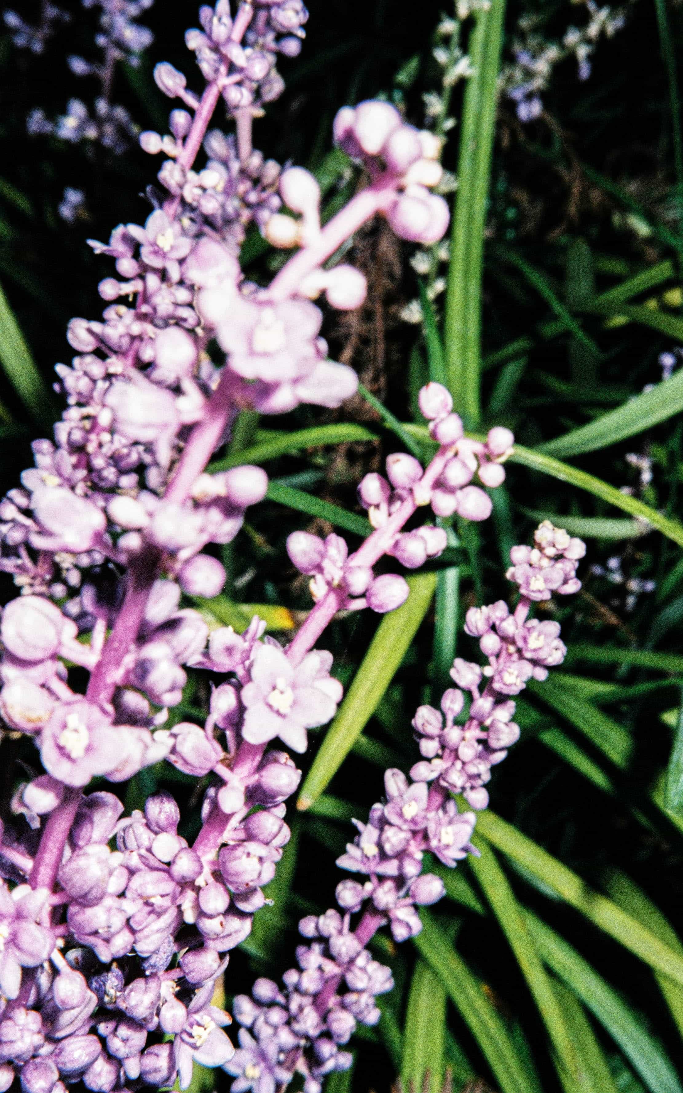 2024-10 Fujifilm Fujicolor Superia premium 400 (20).jpg