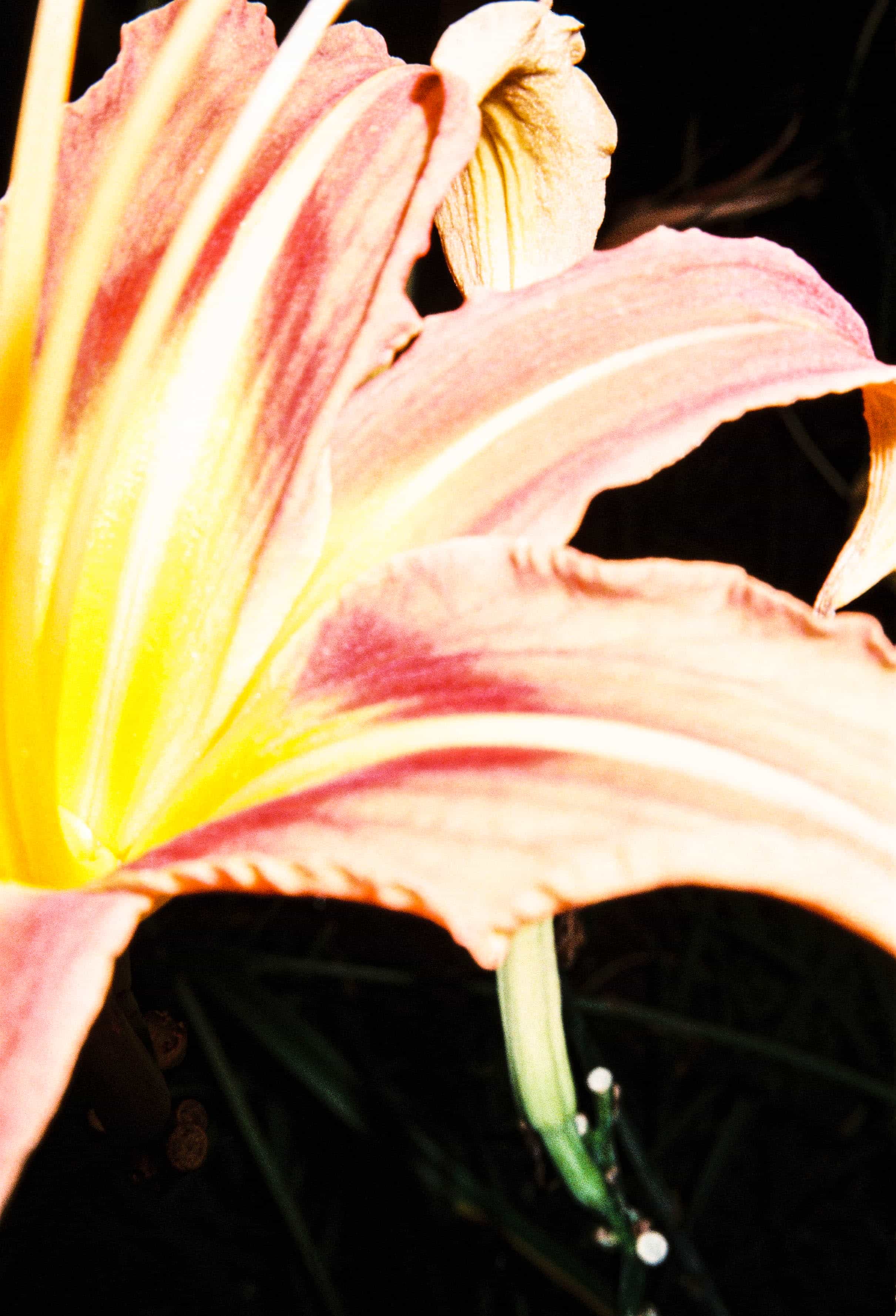 2024-10 Fujifilm Fujicolor Superia premium 400 (21).jpg