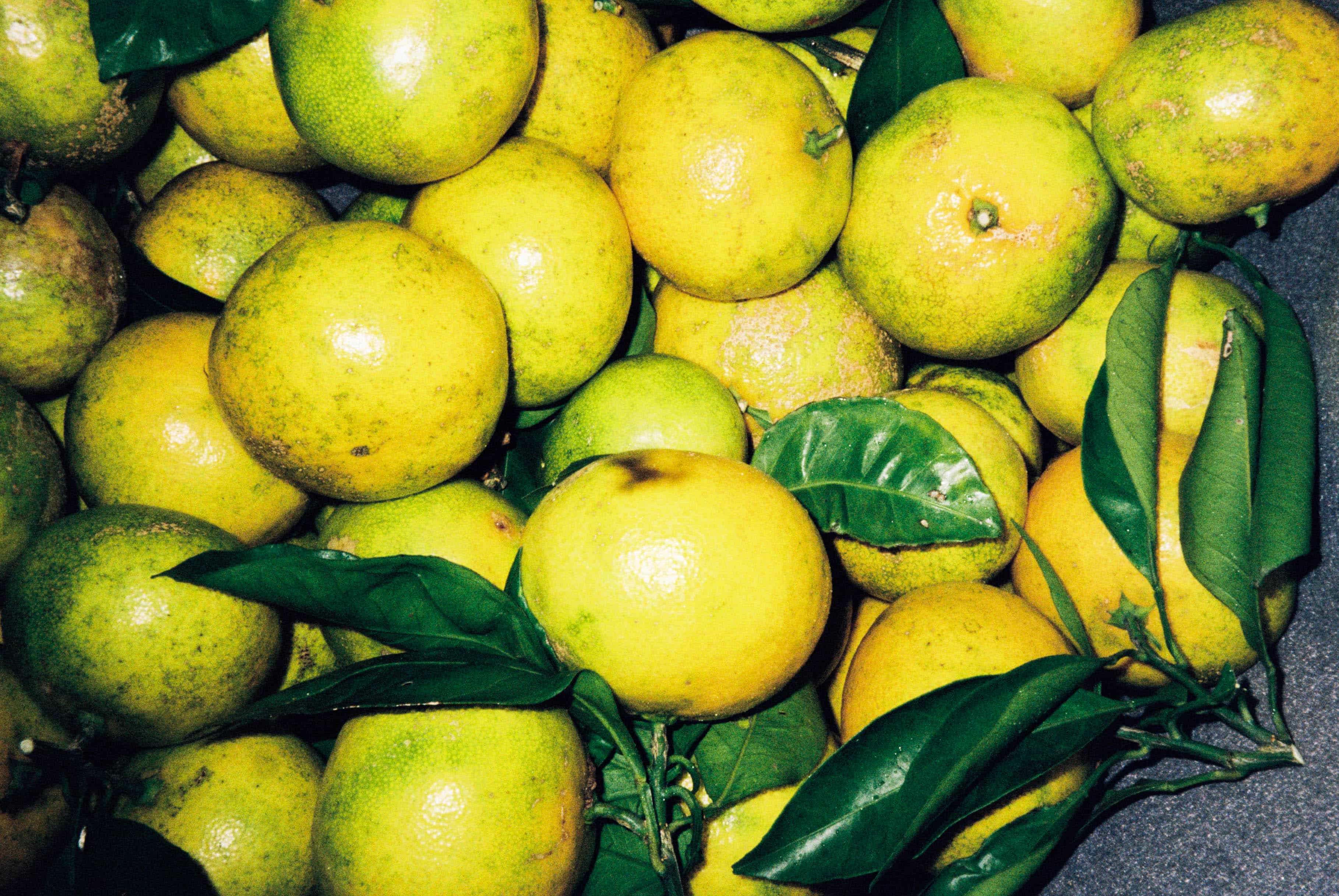 2024-11 Kodak ColorPlus 200  (1).jpg