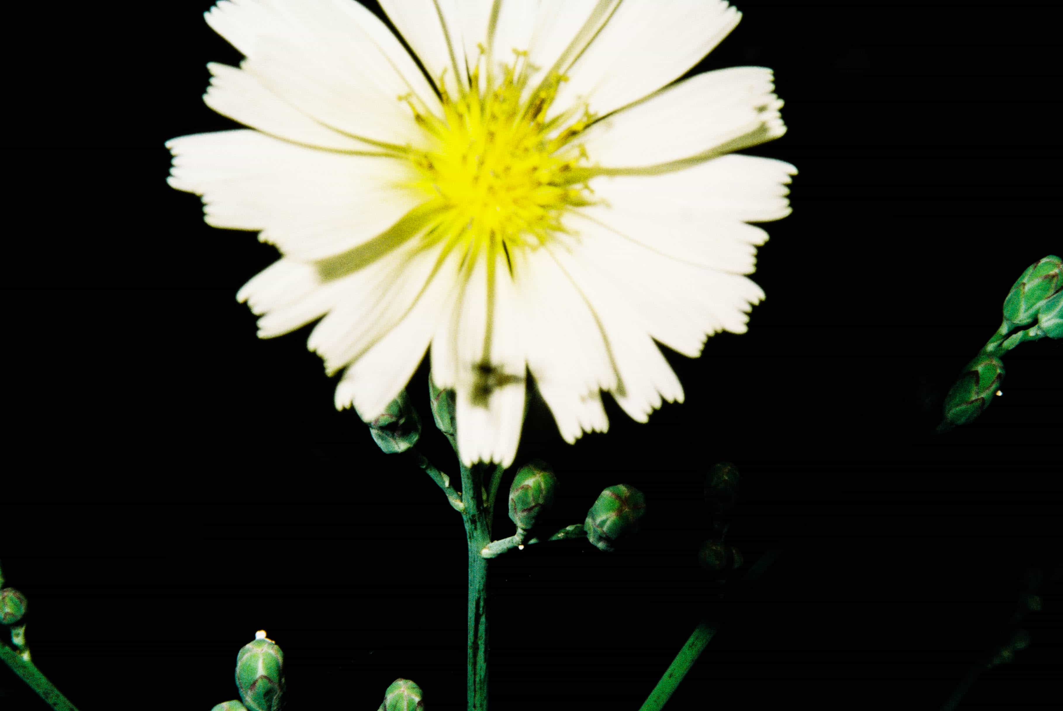 2024-11 Kodak ColorPlus 200  (10).jpg