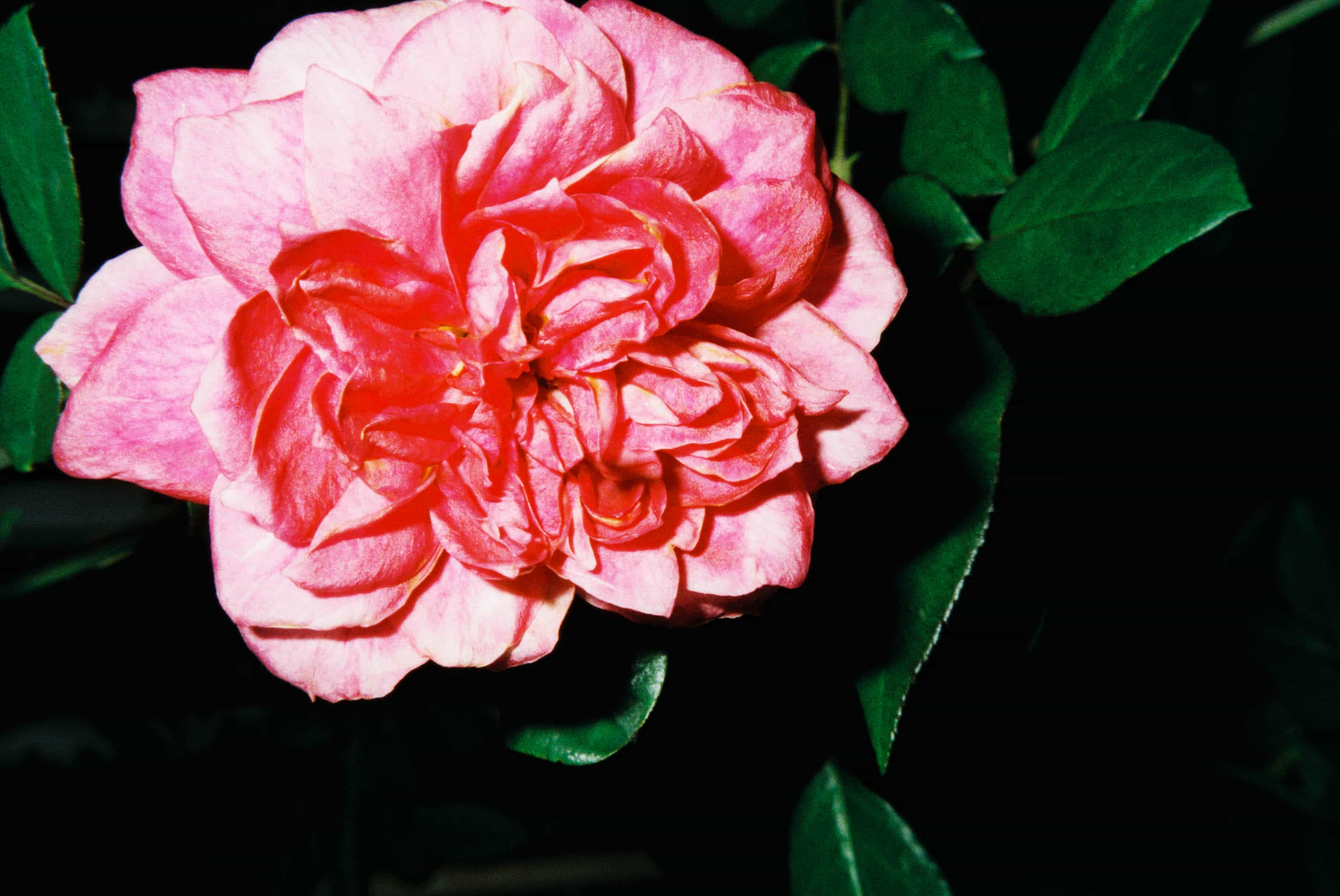 2024-11 Kodak ColorPlus 200  (12).jpg