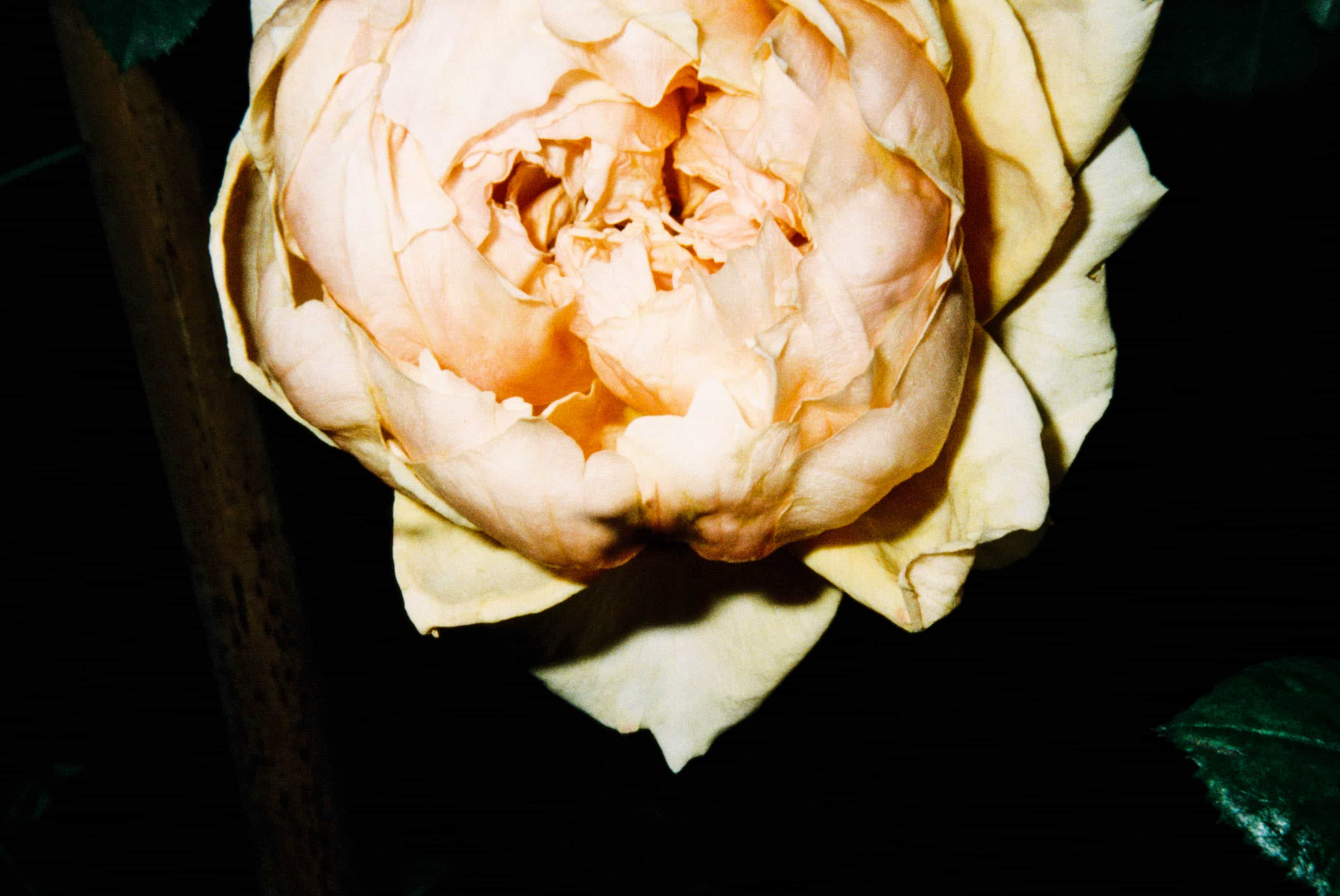 2024-11 Kodak ColorPlus 200  (13).jpg