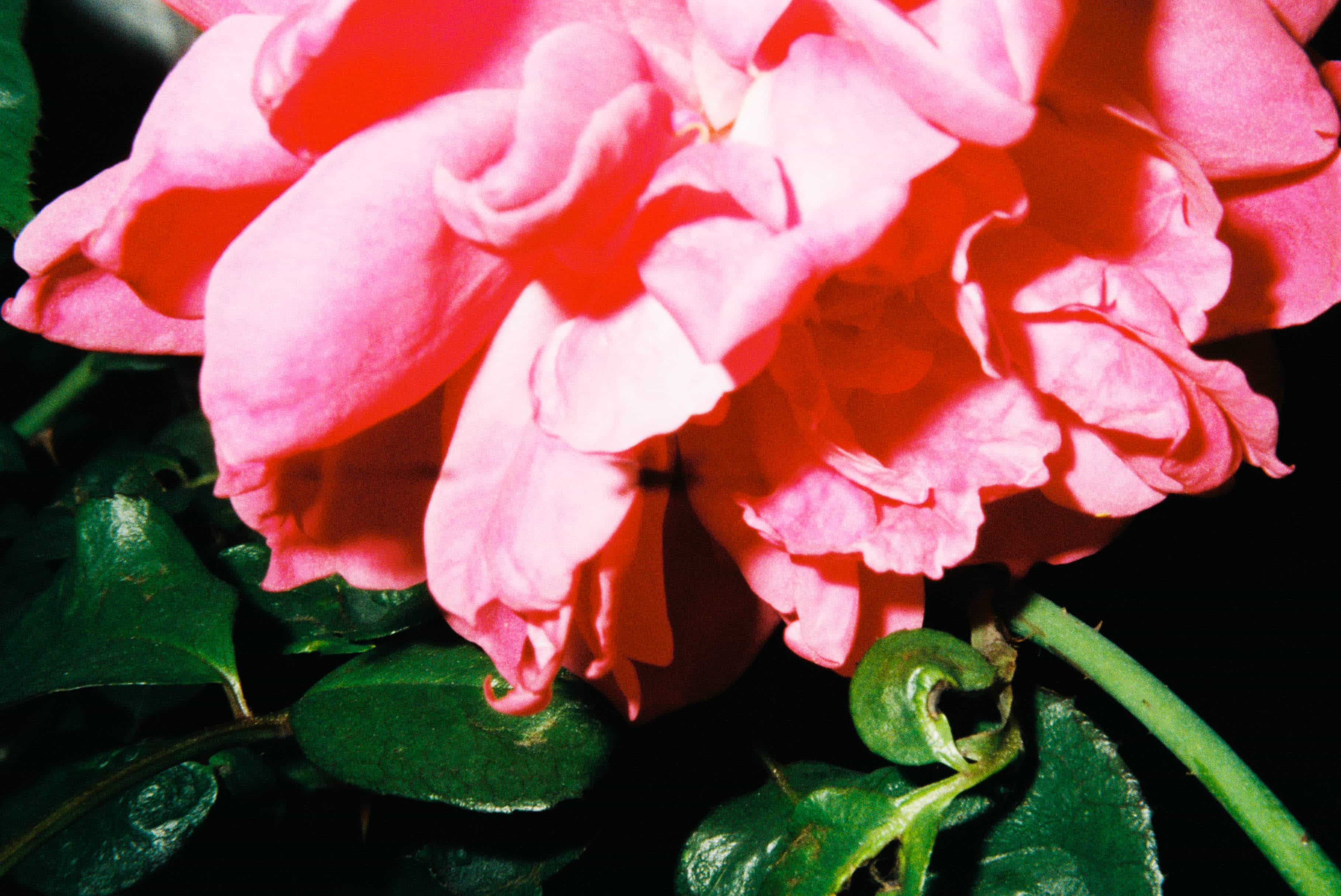 2024-11 Kodak ColorPlus 200  (14).jpg