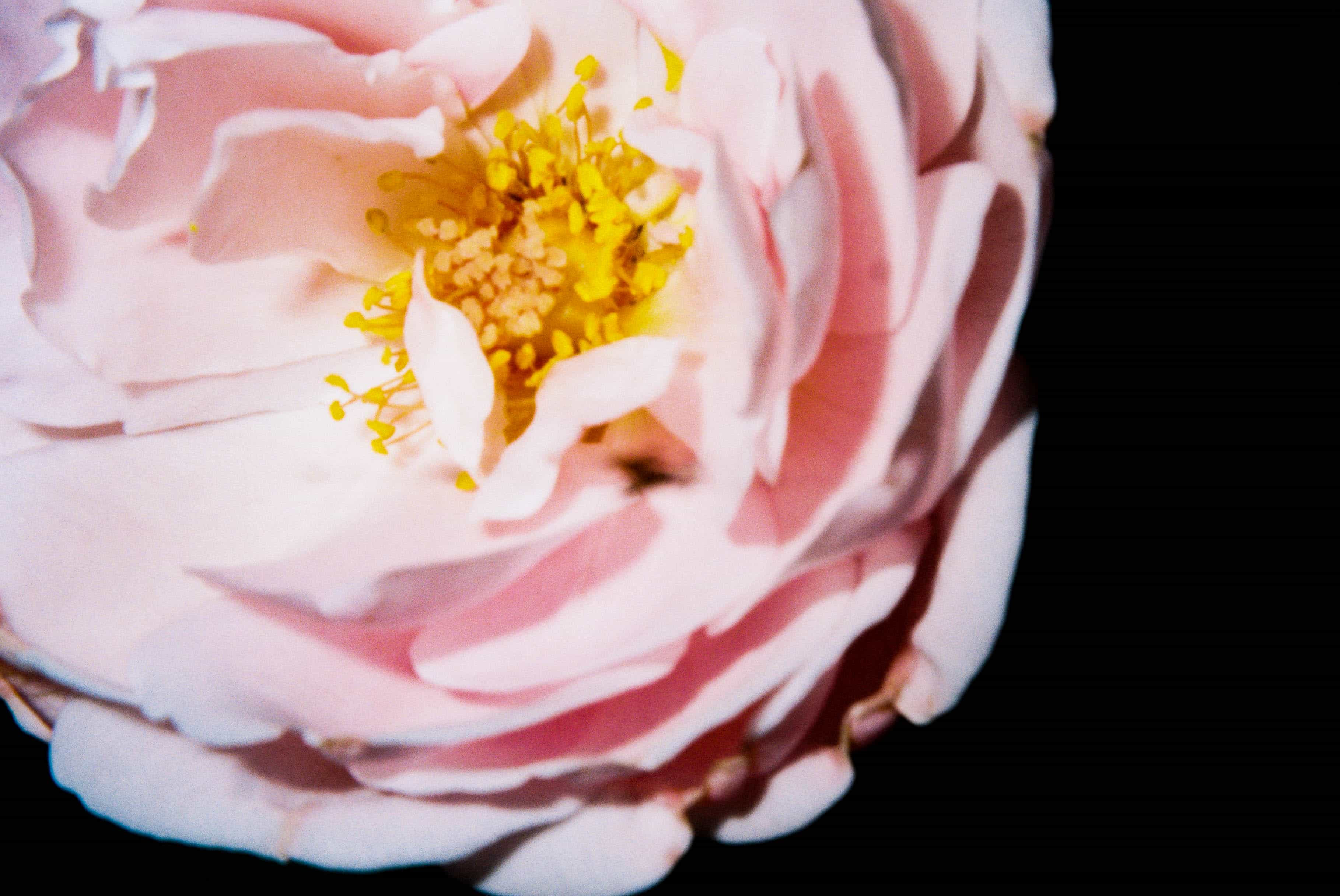 2024-11 Kodak ColorPlus 200  (15).jpg