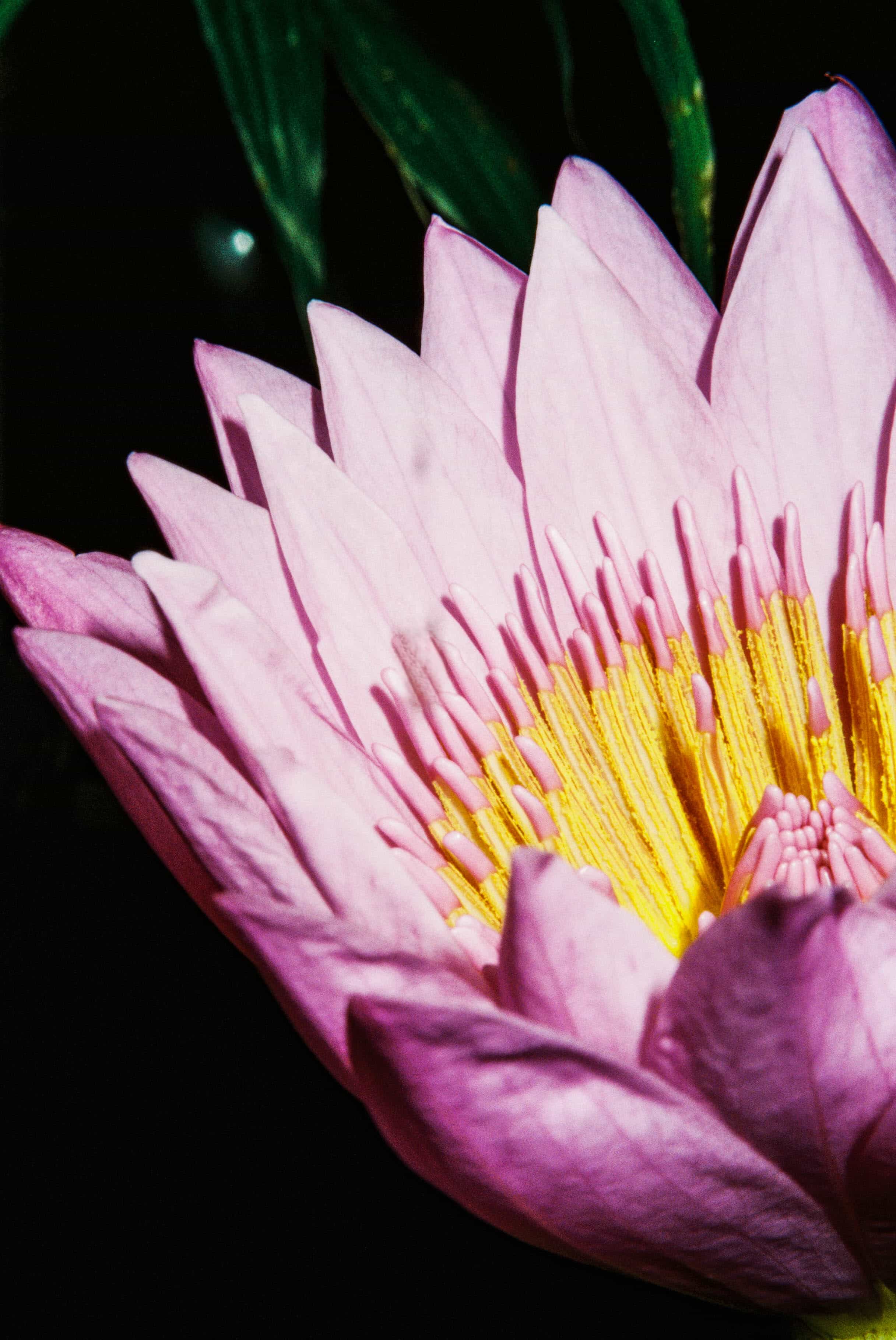 2024-11 Kodak ColorPlus 200  (3).jpg