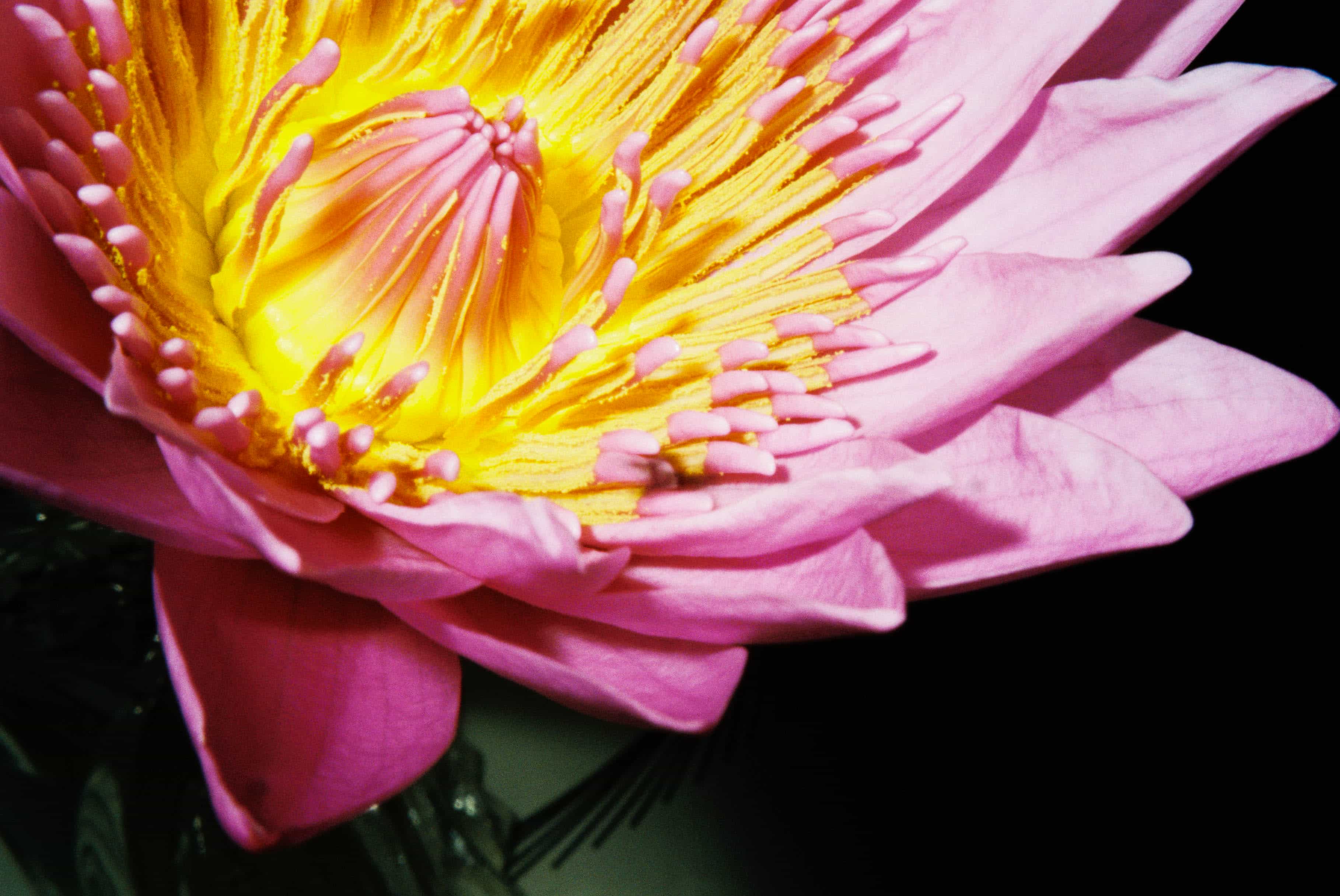 2024-11 Kodak ColorPlus 200  (4).jpg