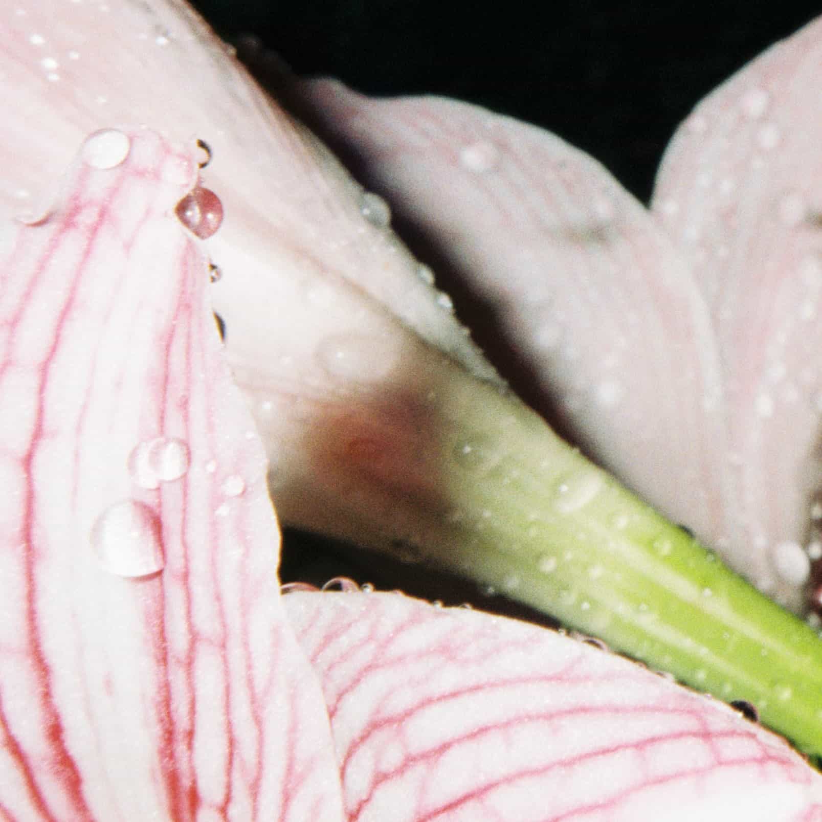 2024-11 Kodak ColorPlus 200  (6).jpg