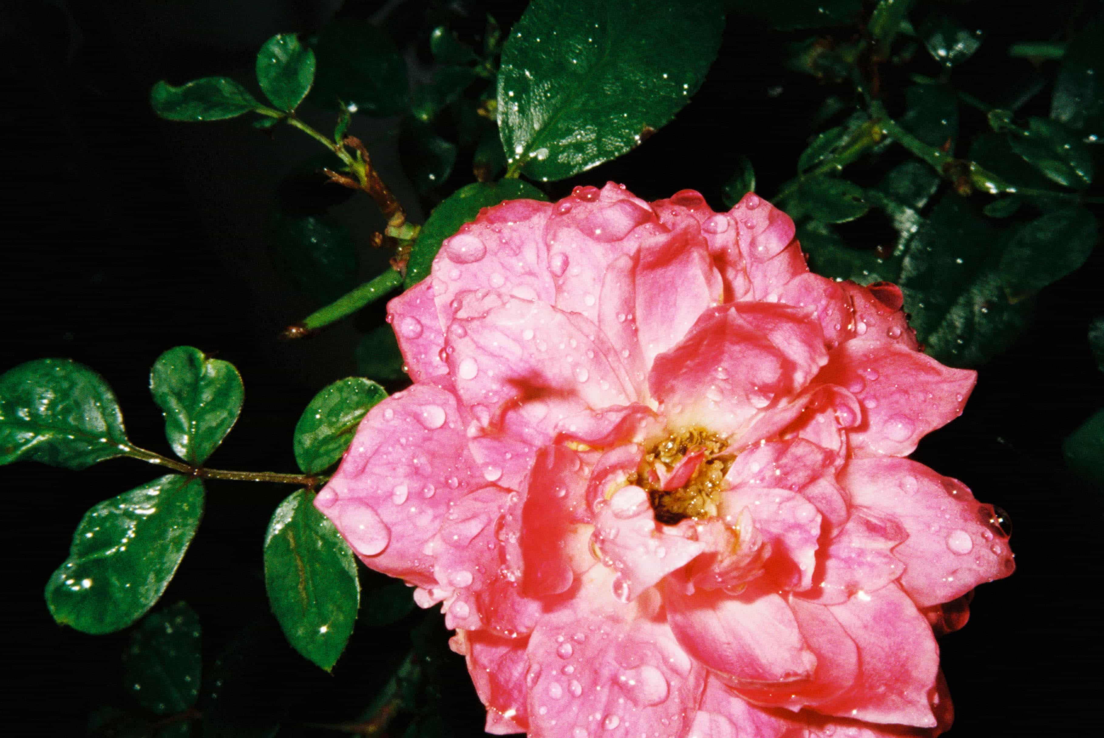 2024-11 Kodak ColorPlus 200  (7).jpg