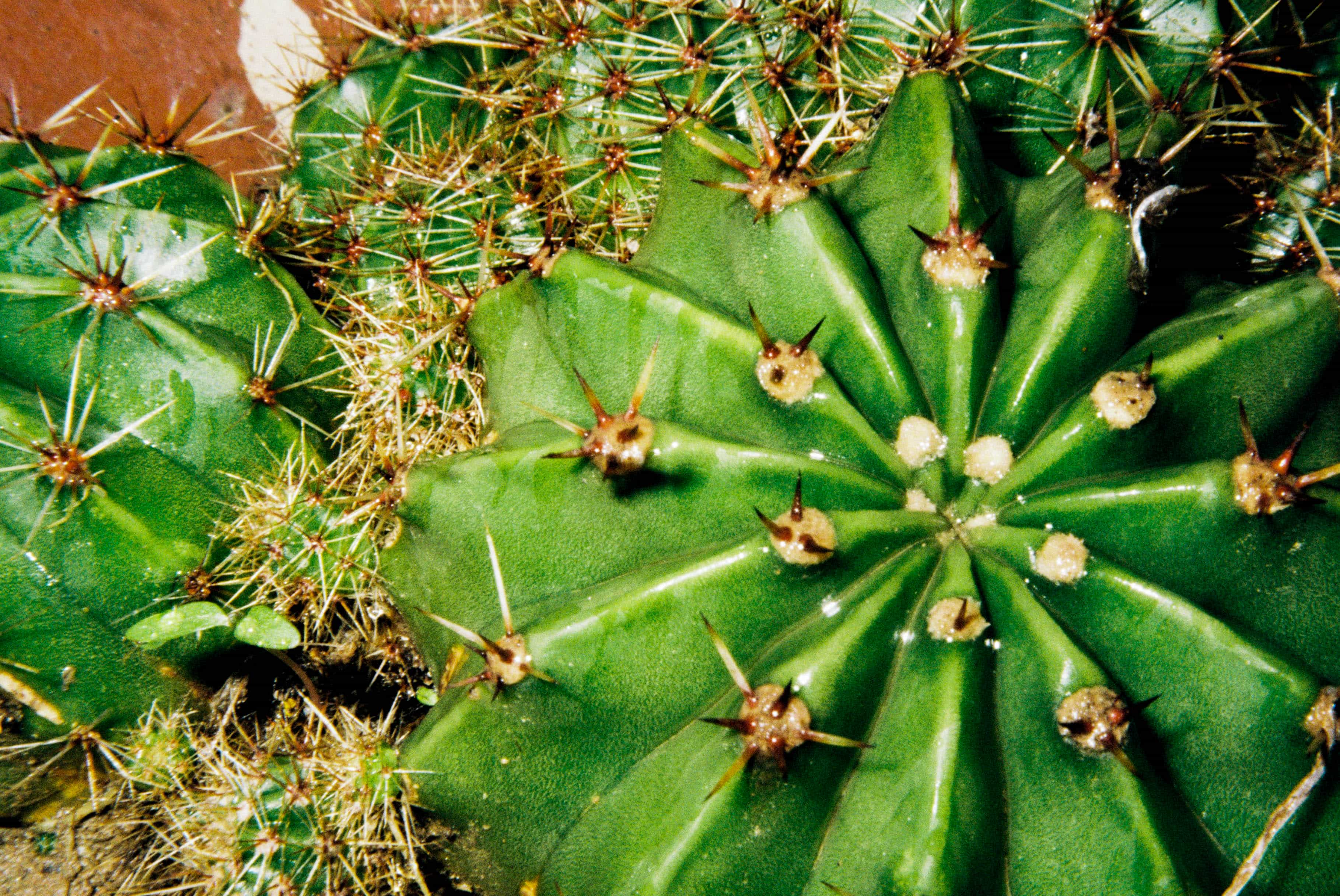 2024-11 Kodak ColorPlus 200  (8).jpg