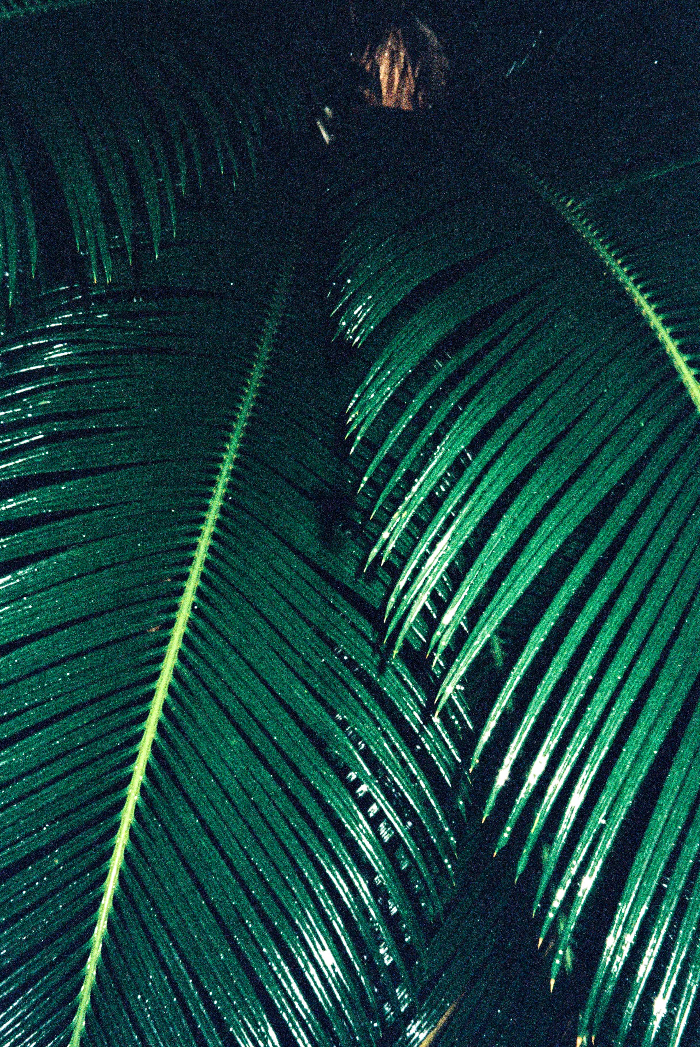 2024-11 Kodak ColorPlus 200  (9).jpg